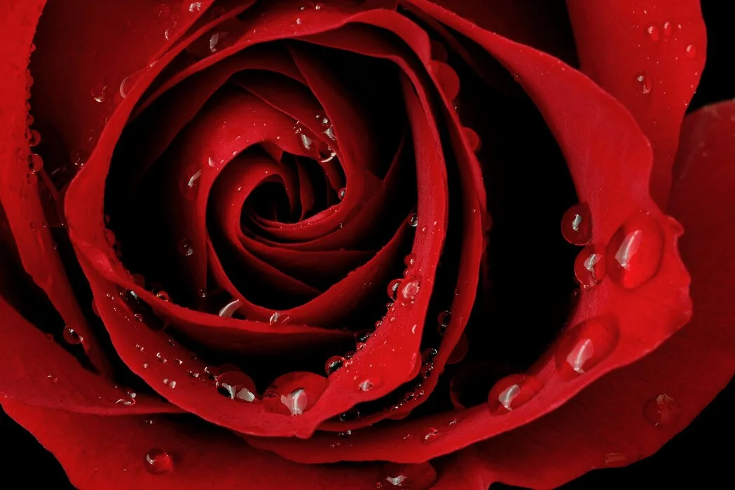 Timeless Roses
