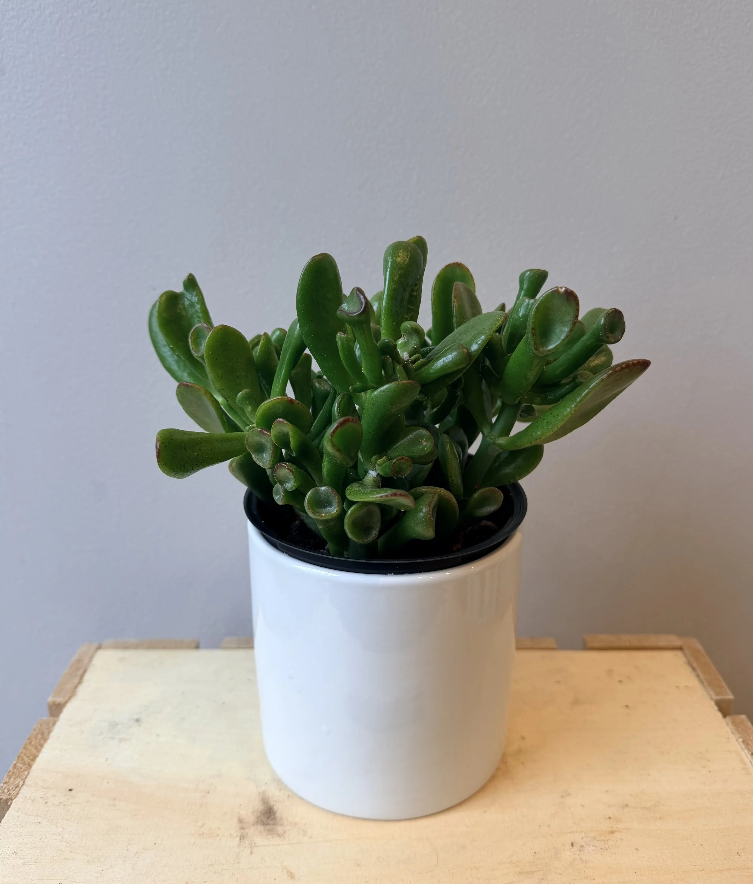 4-inch-succulent-ceramic-pot-2.jpg