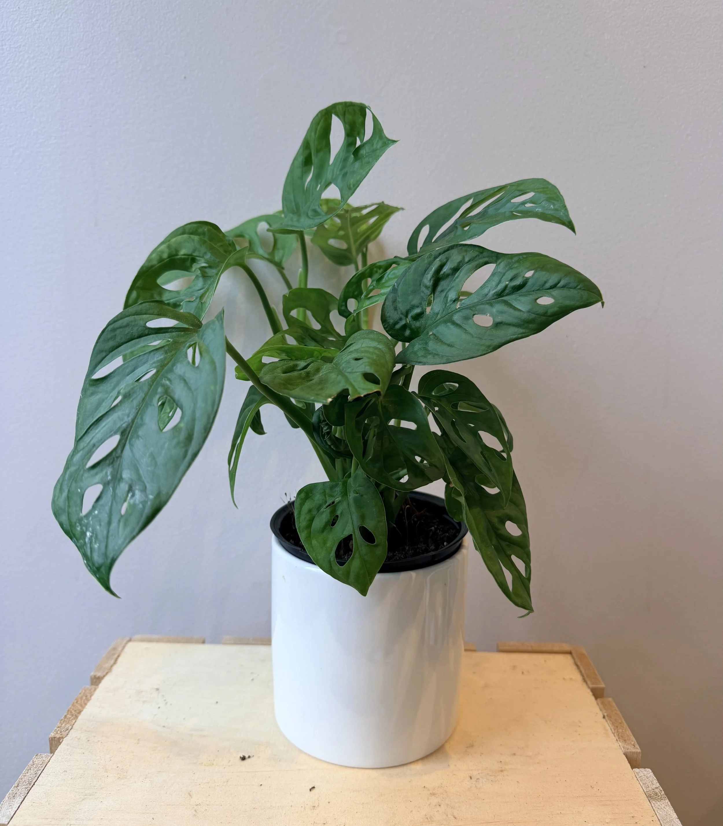 4-inch-ceramic-house-plant-3.jpg