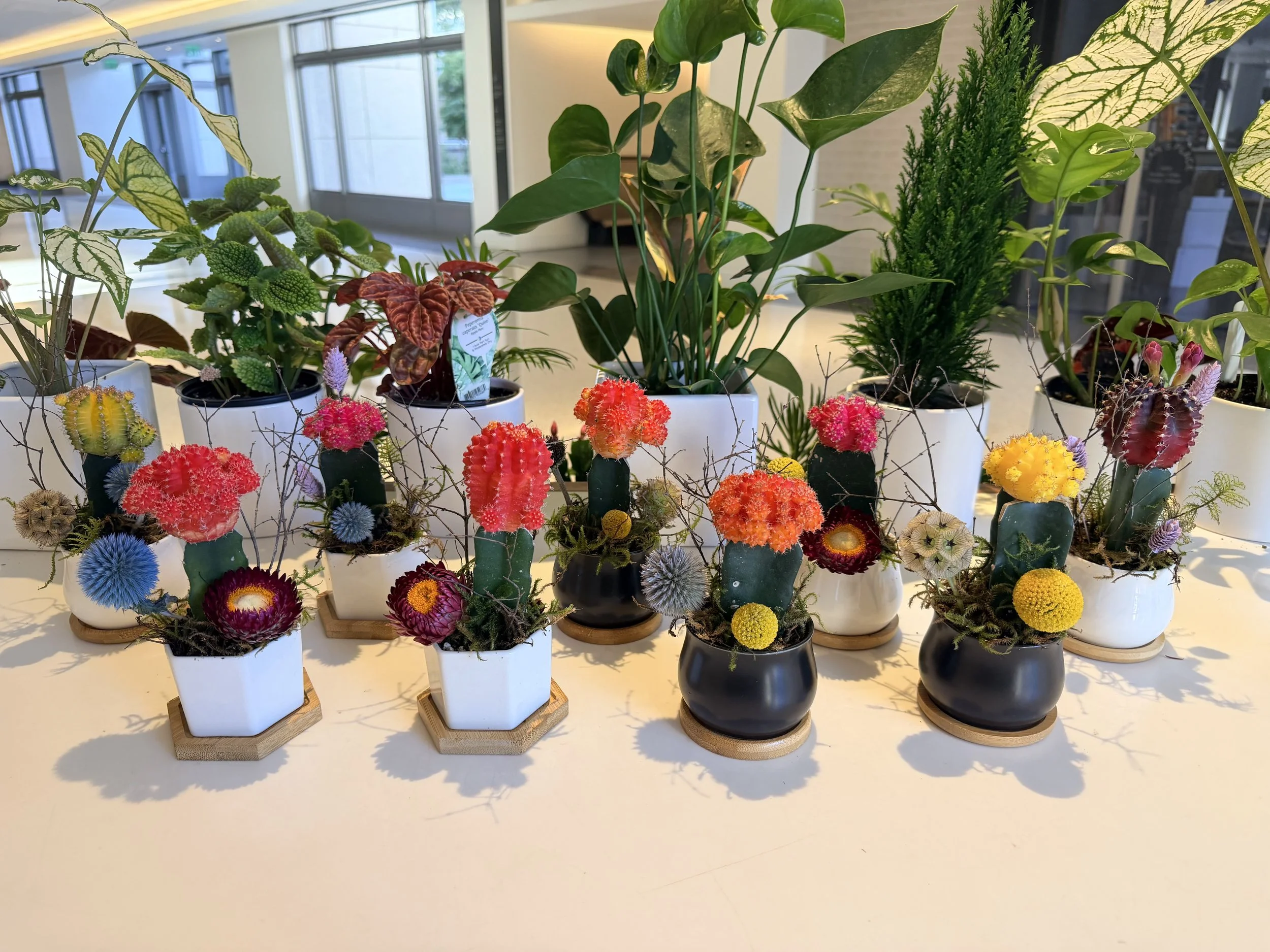 Cacti_assorted_pots_house_plants.jpg
