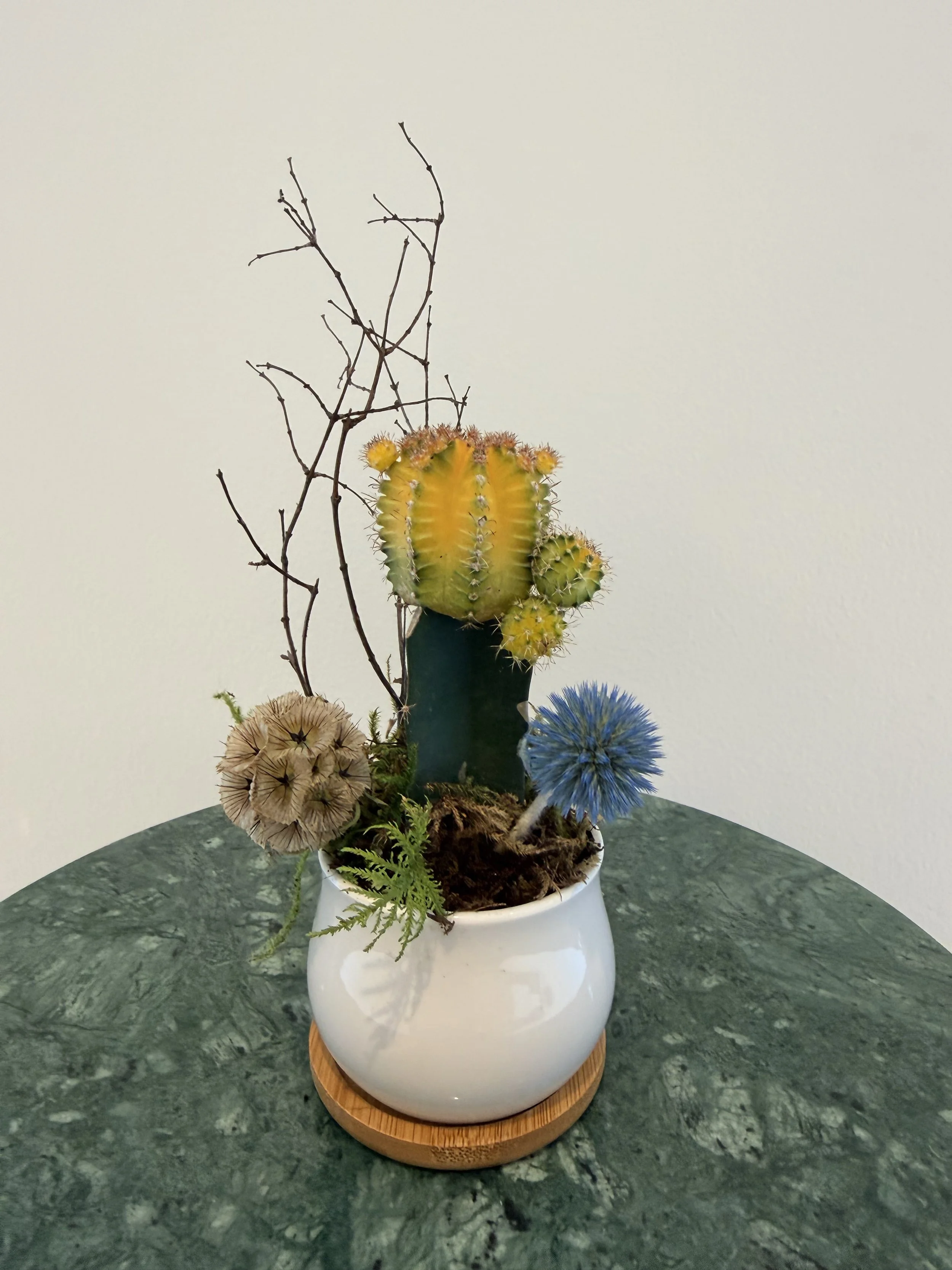 cacti_black_pot.jpg