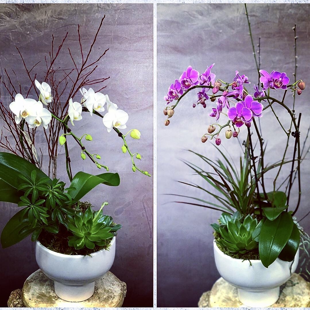 Double Stem Phalaenopsis Orchids