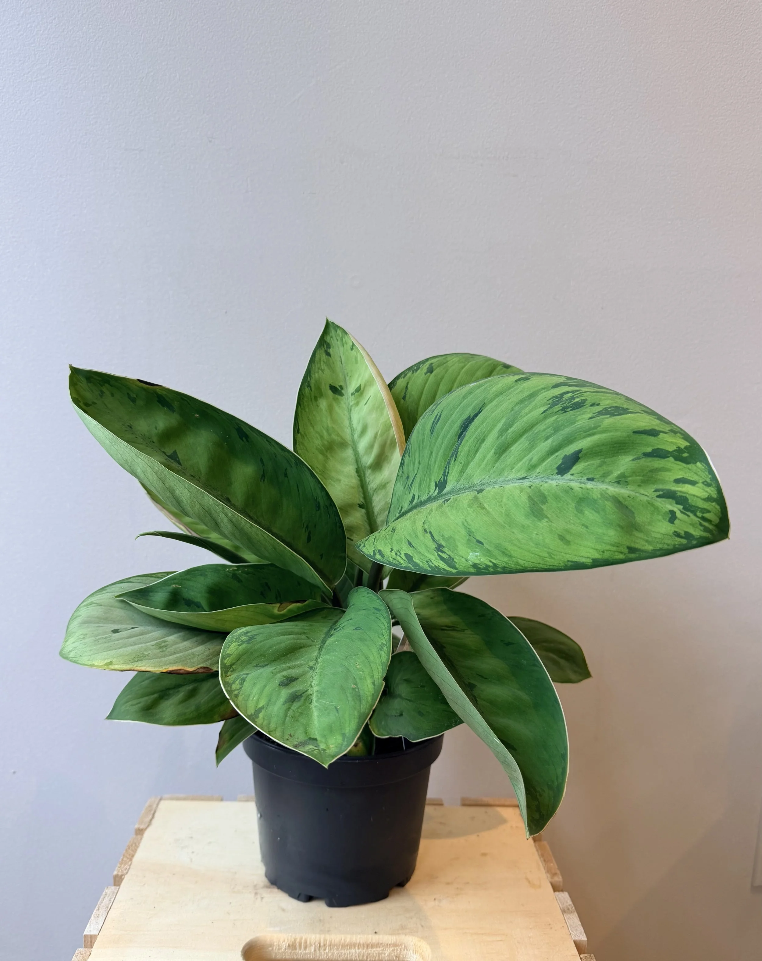 6-inch-plant-no-pot-2.jpg