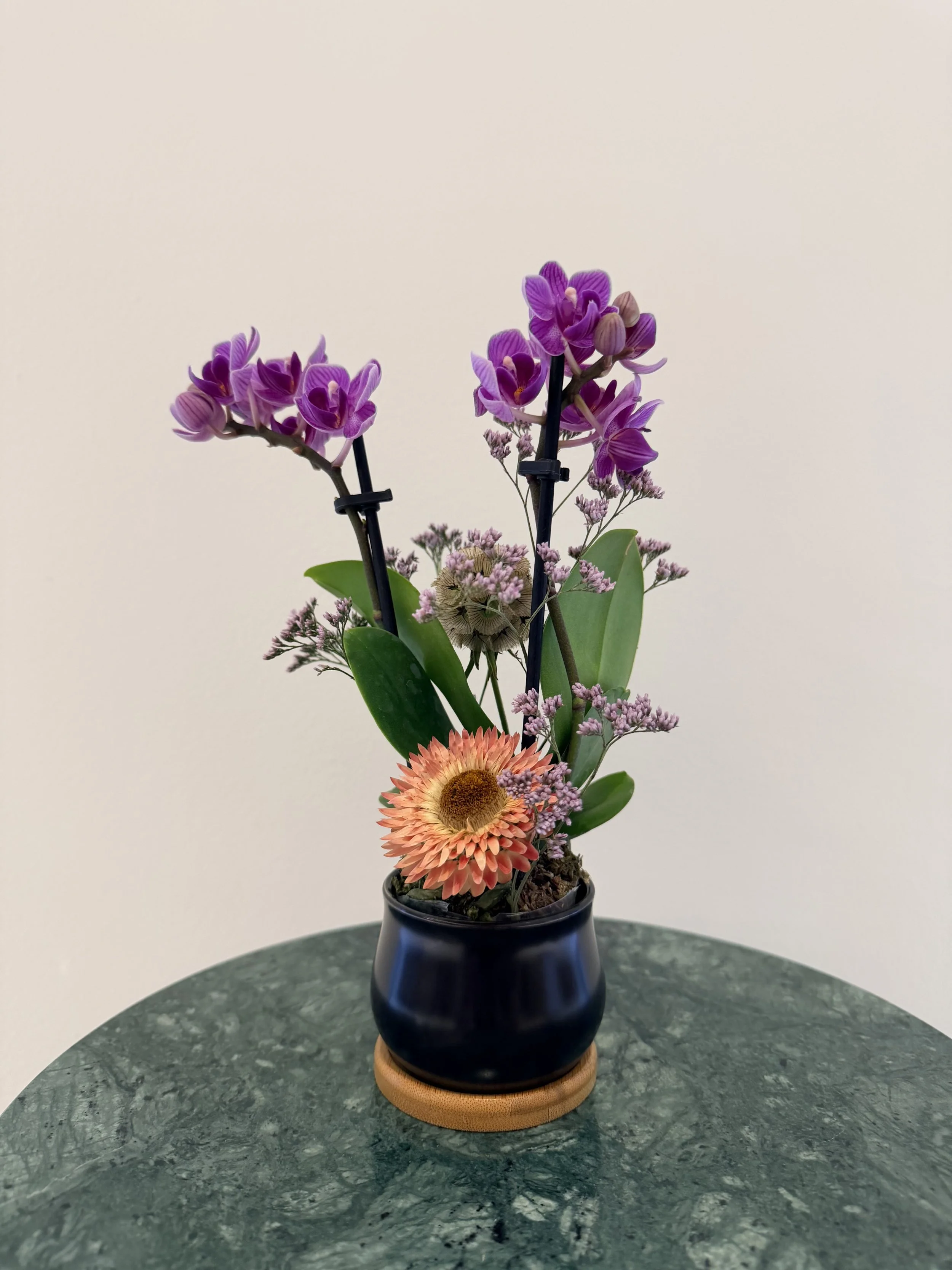 small_purple_orchid_plant_1.jpg