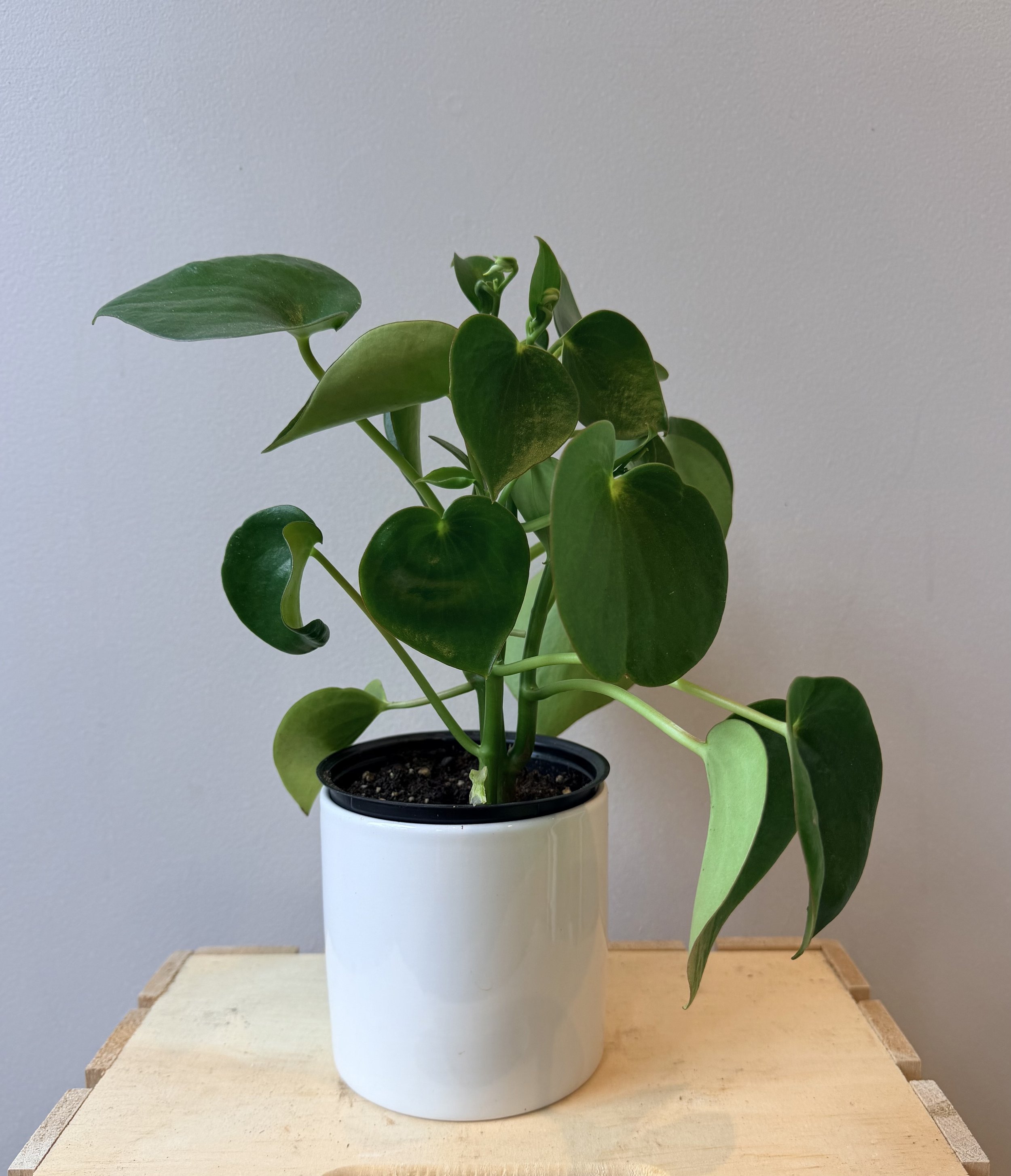 4-inch-ceramic-house-plant-1.jpg