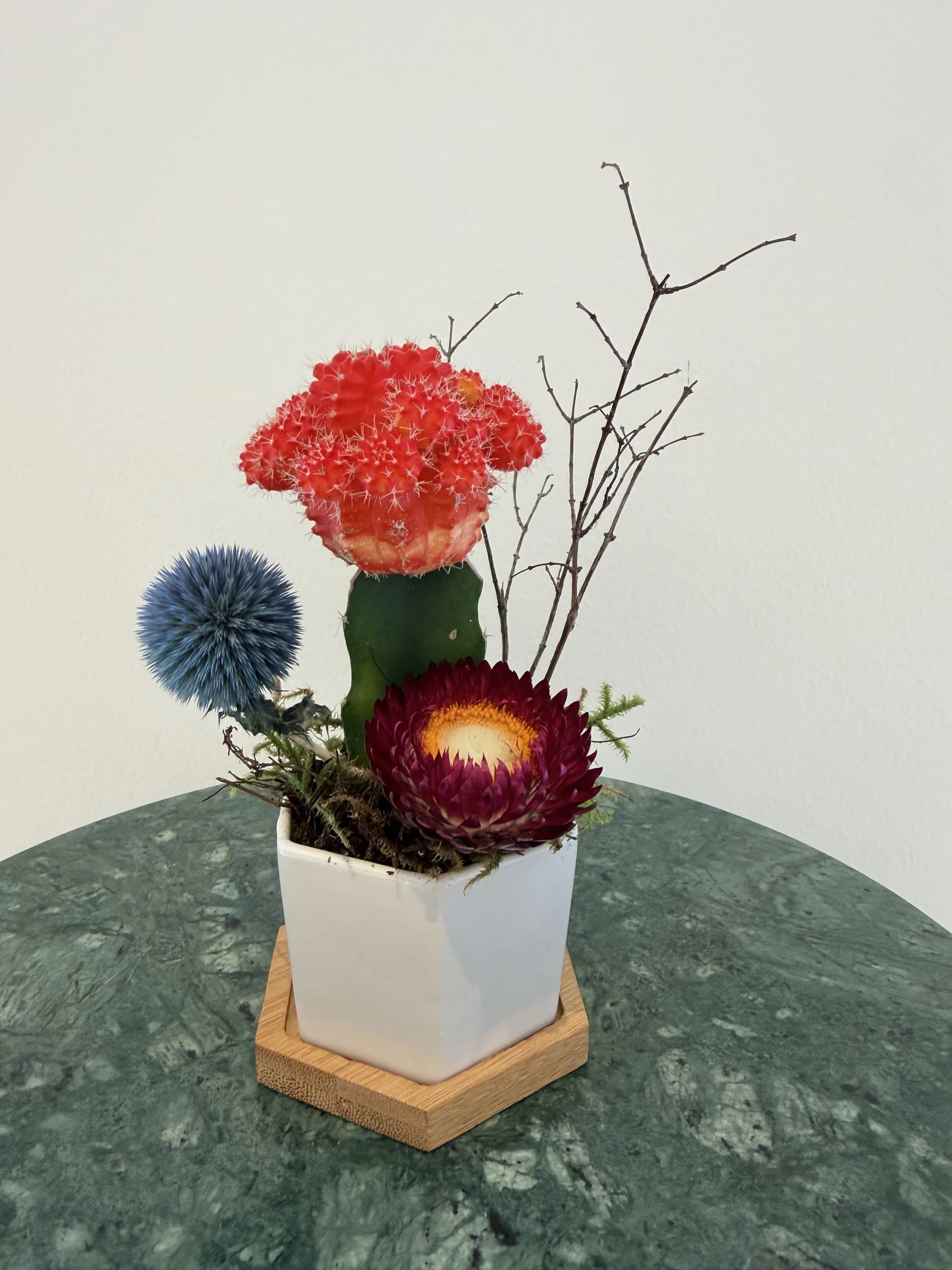 cacti_white_hexagon_pot.jpg