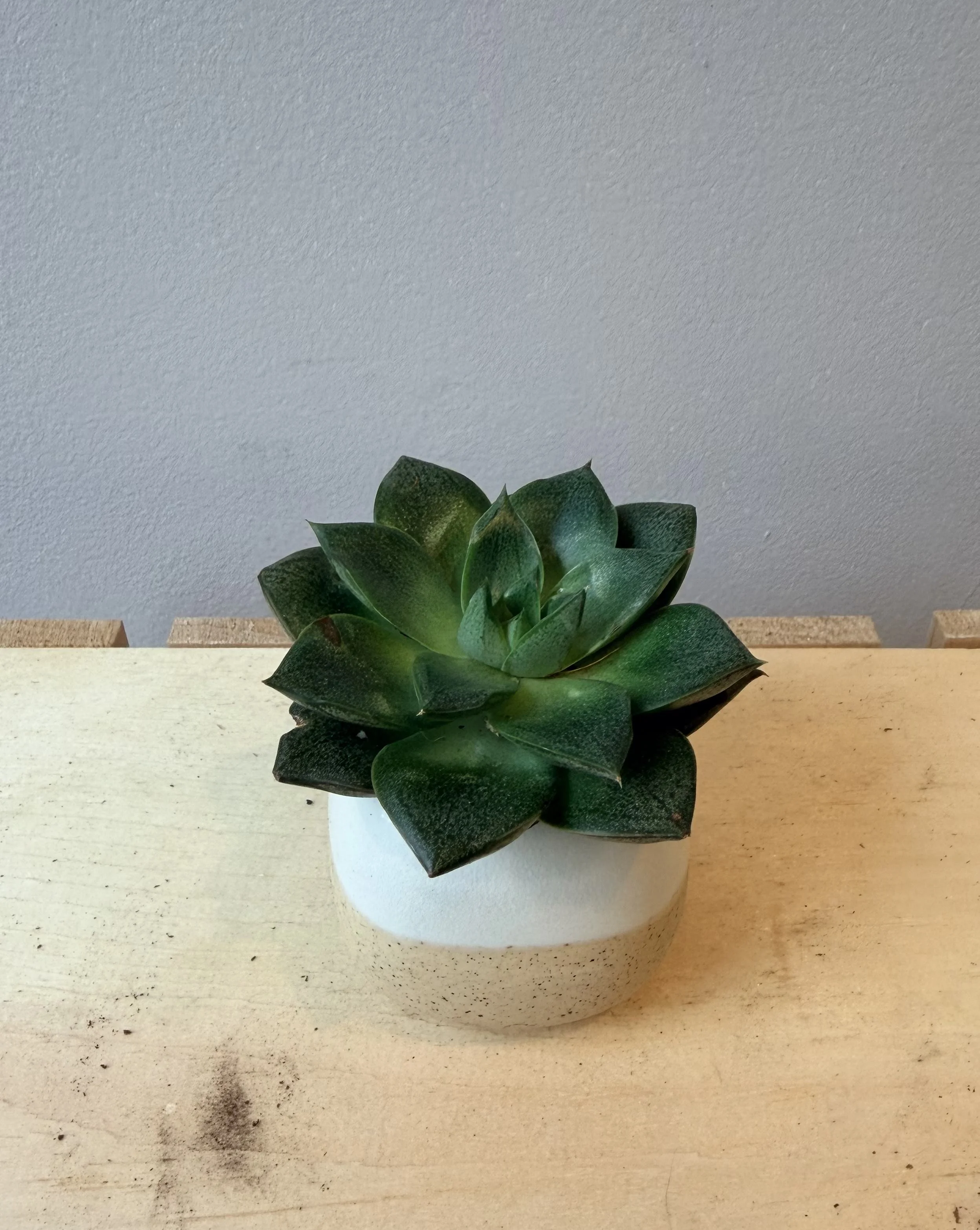 2-inch-potted-succulent.jpg