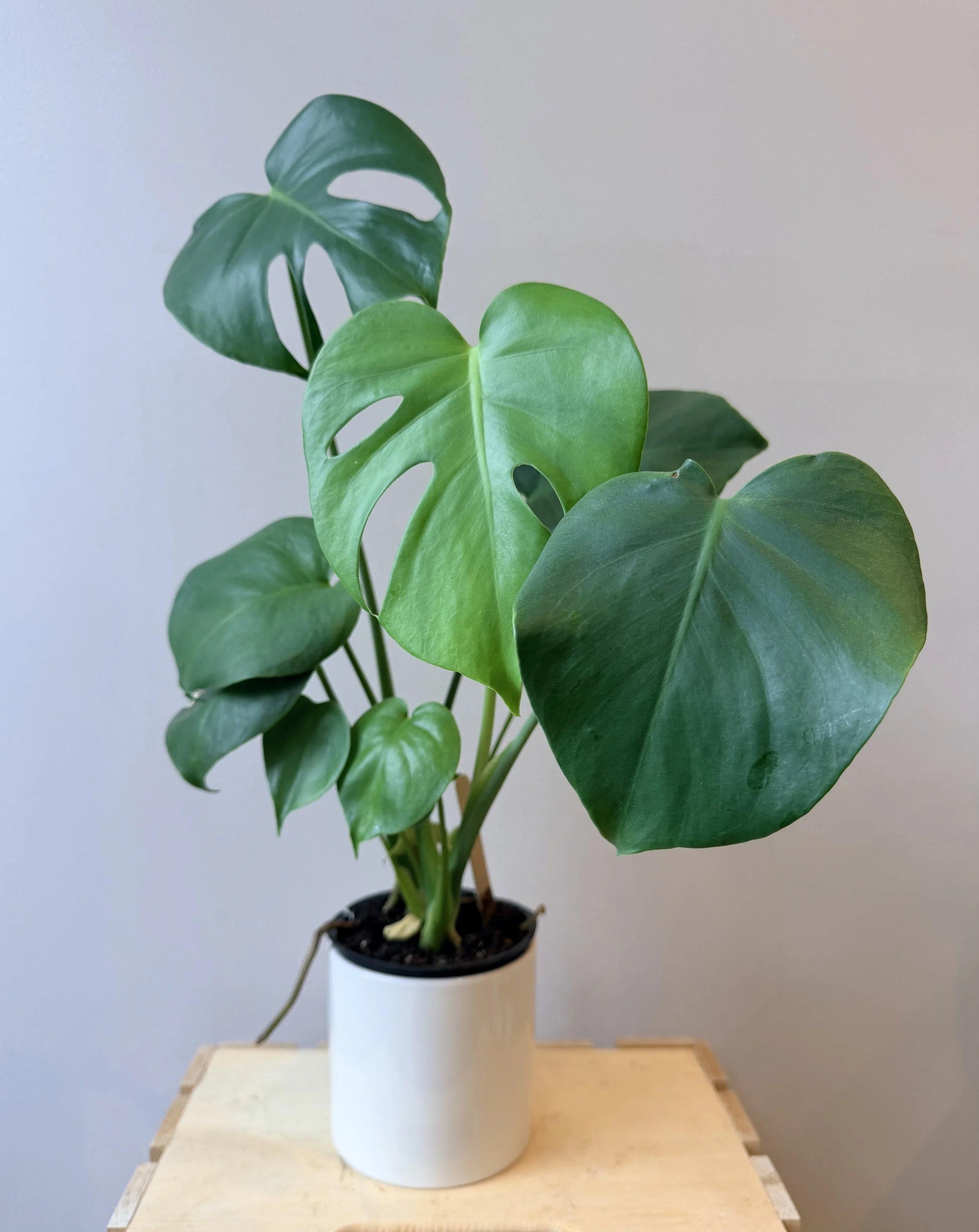 4-inch-ceramic-house-plant-2.jpg