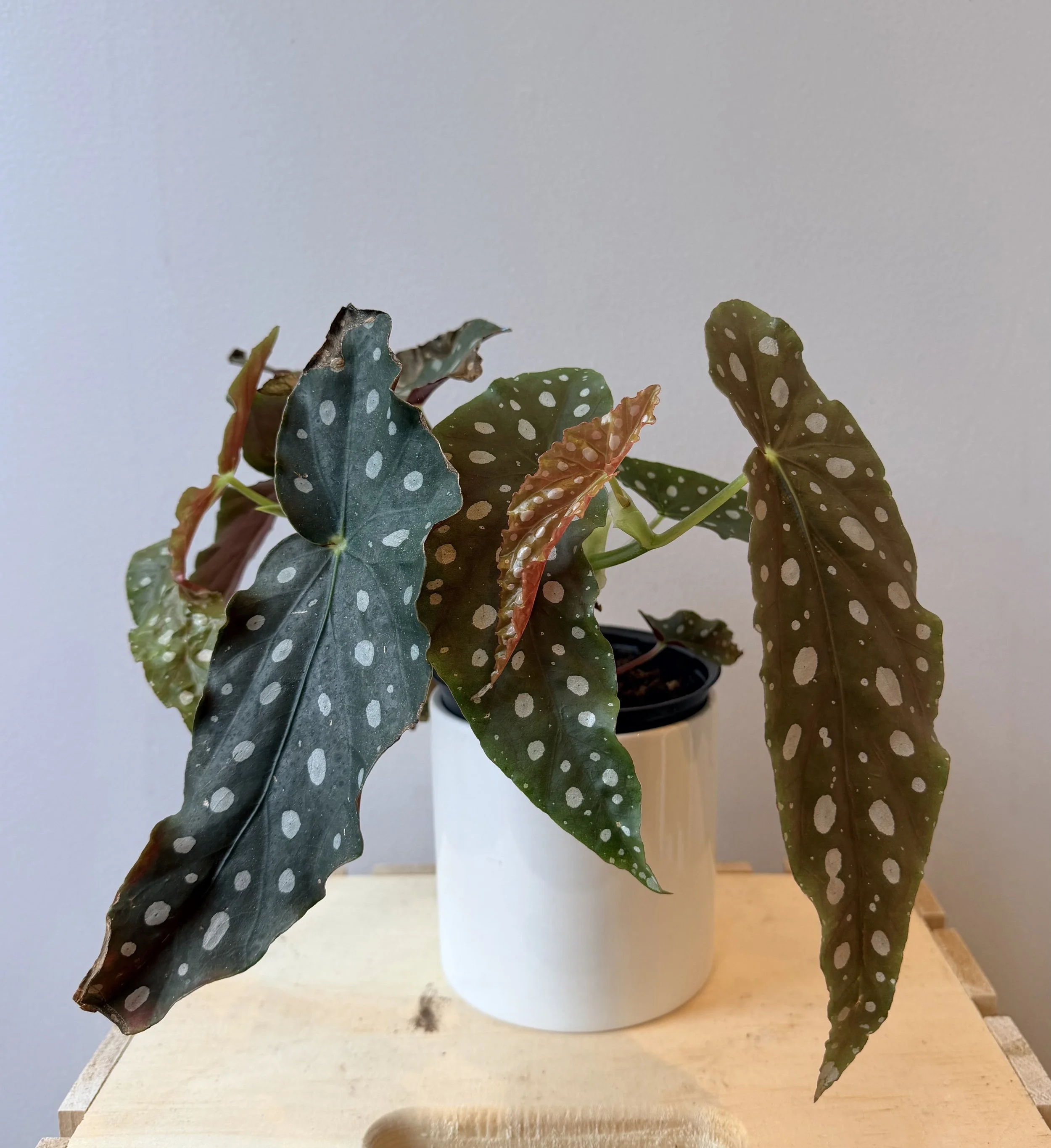 House Plants