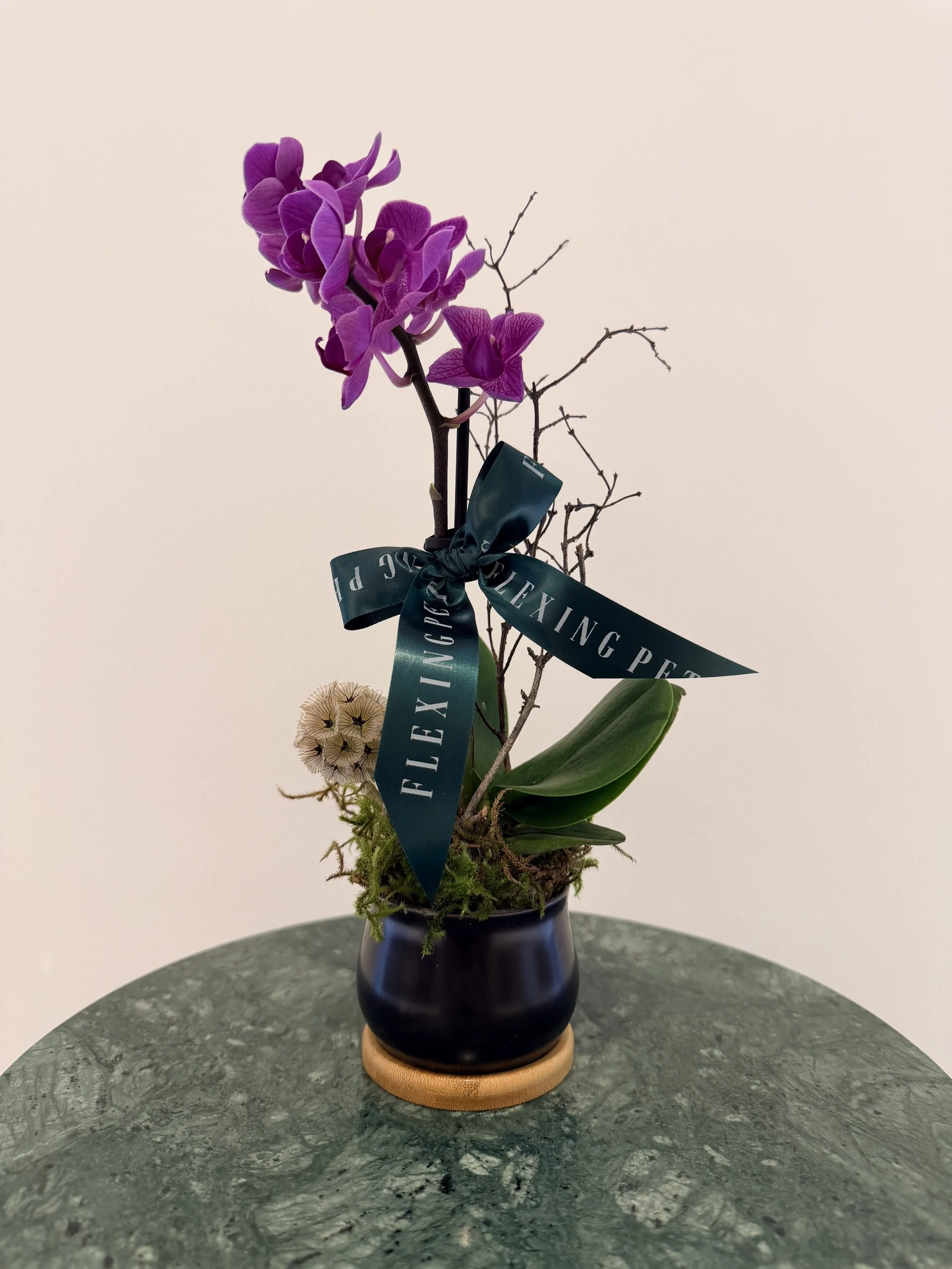small_purple_orchid_plant.jpg