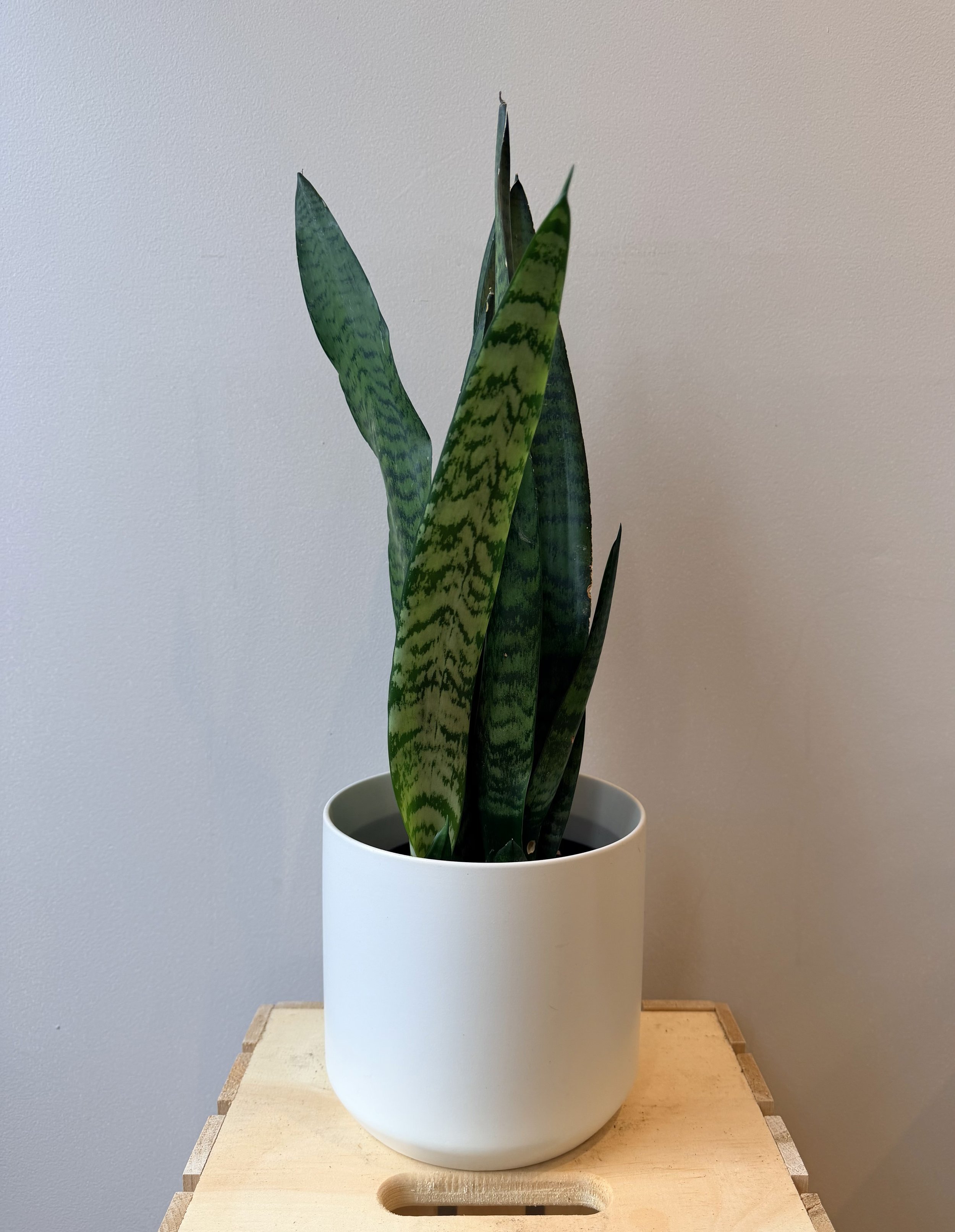 6-inch-ceramic-house-plant.jpg