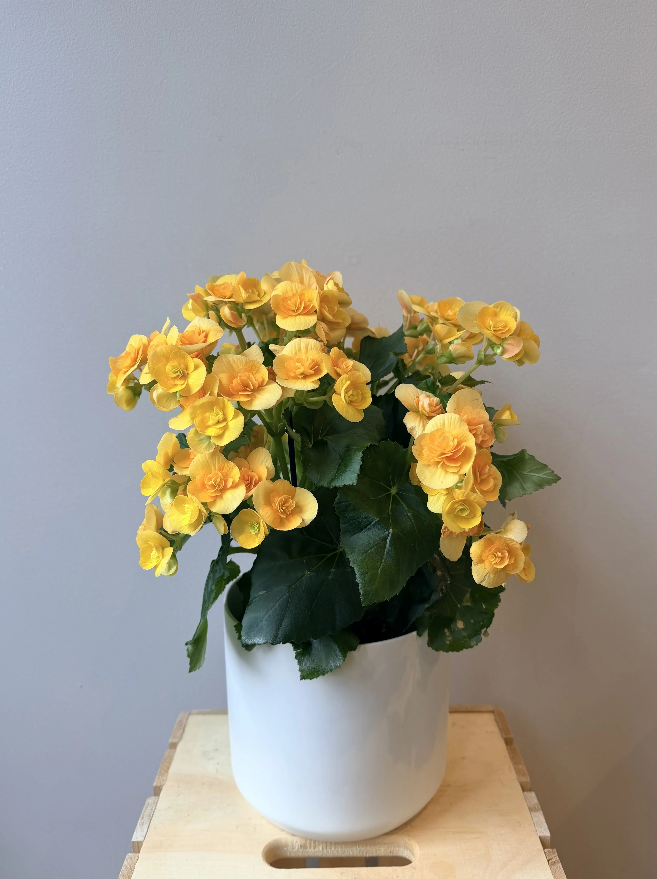 6-inch-ceramic-blooming-plant.jpg
