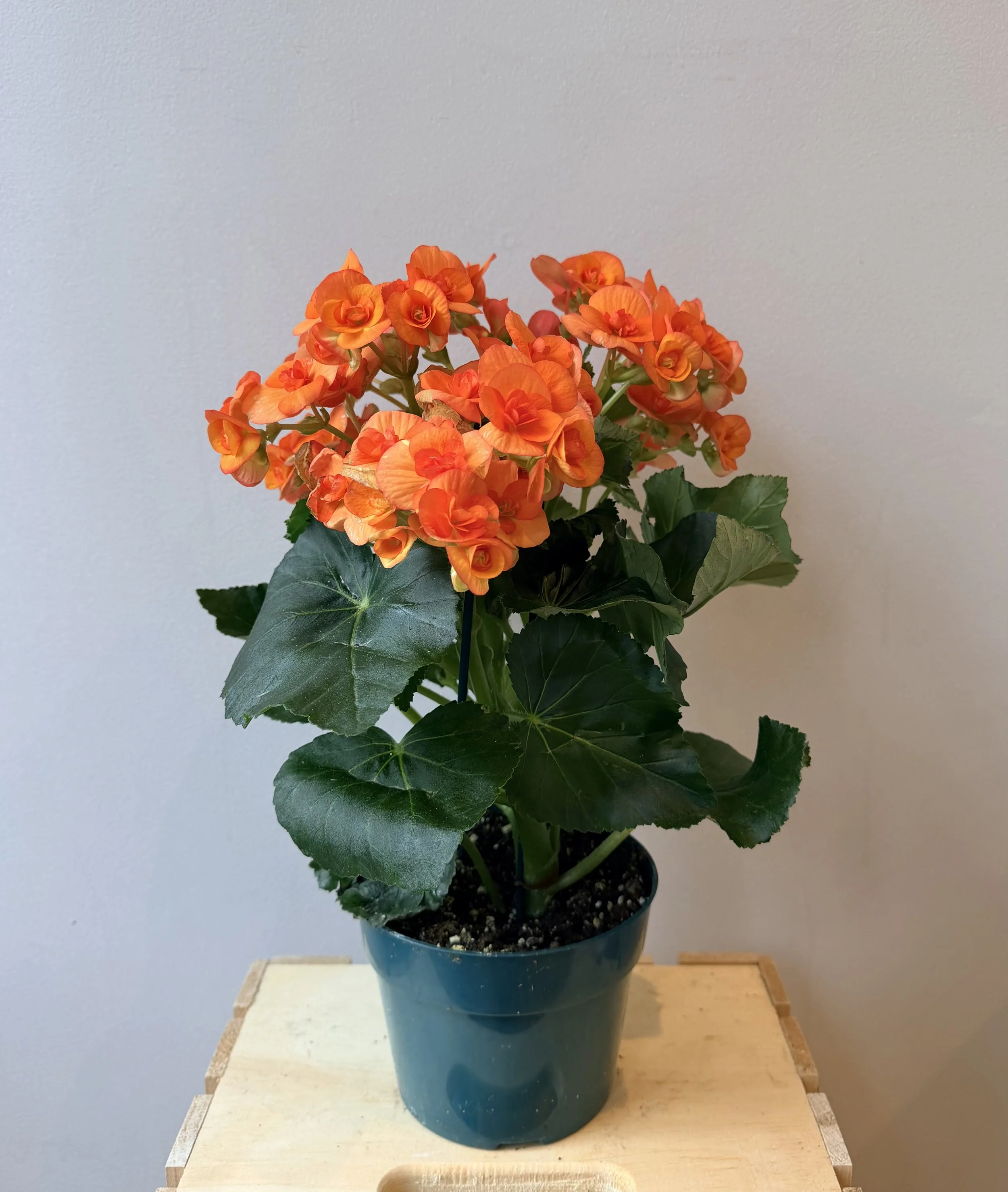 6-inch-flowering-plant-no-pot-2.jpg