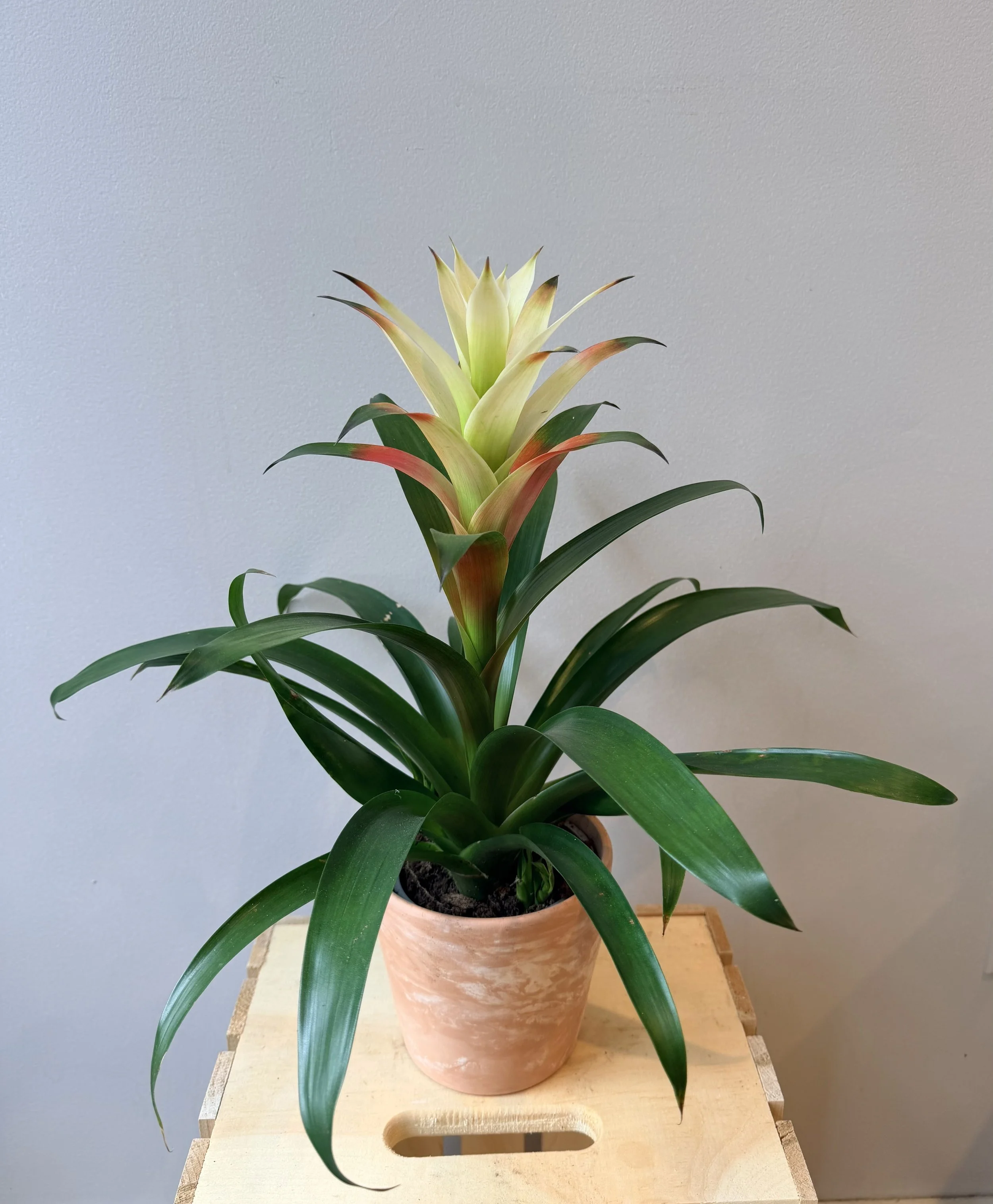 4-inch-ceramic-blooming-plant.jpg