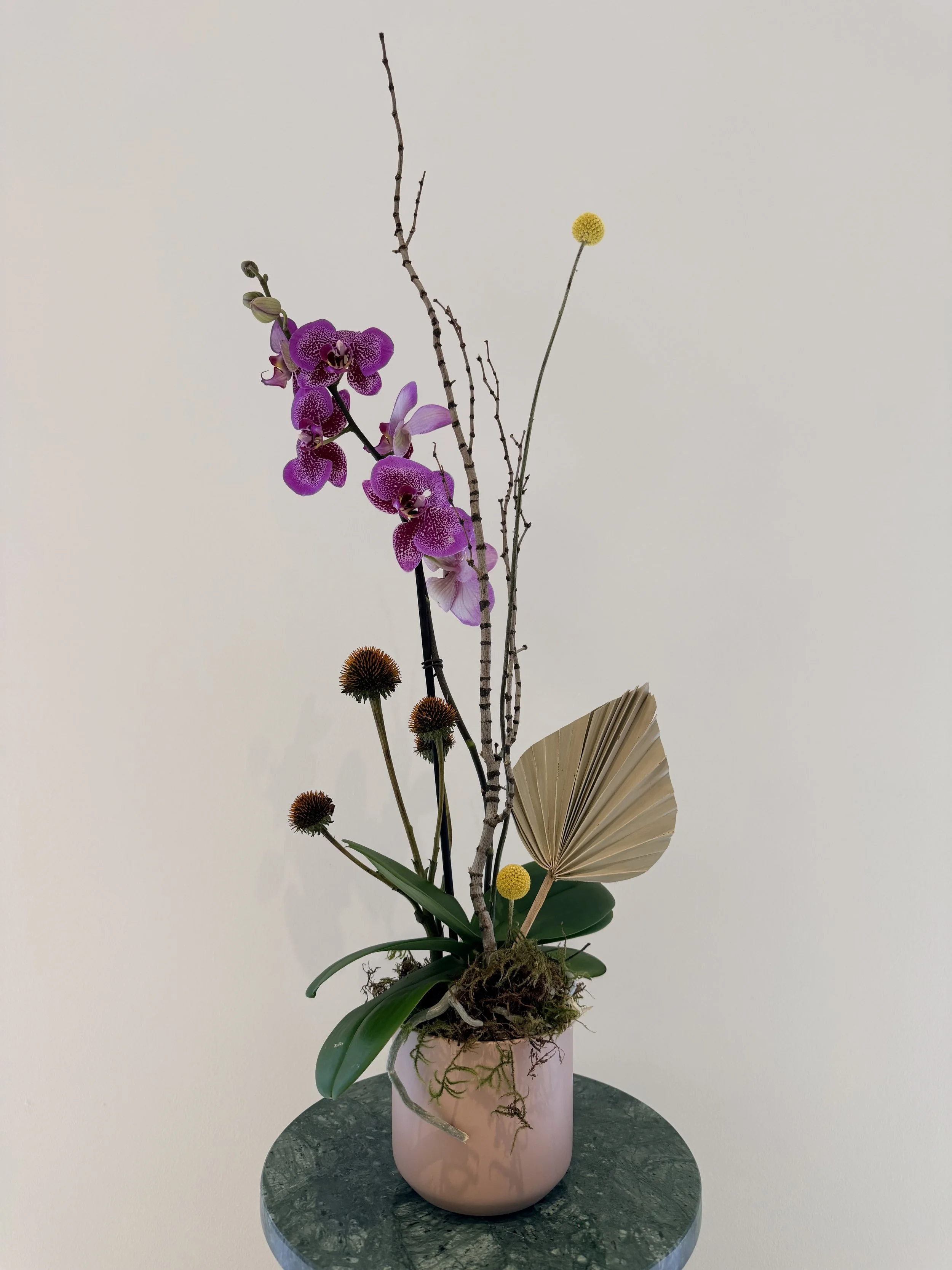 medium_orchid_plant_2.jpg