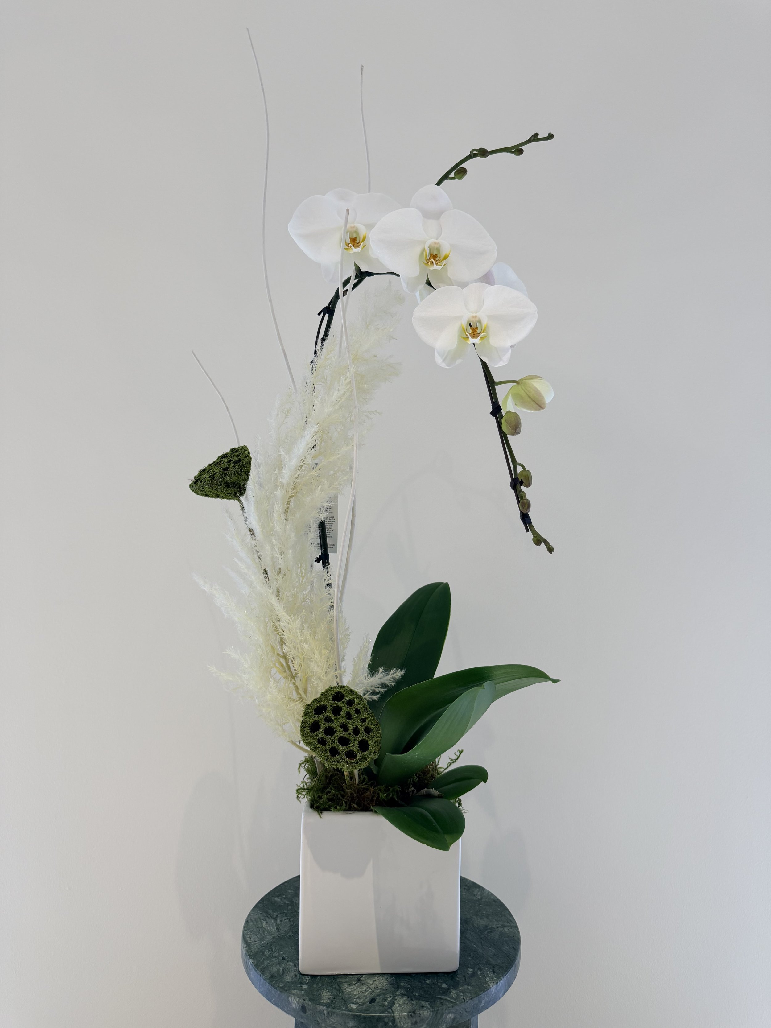 large_orchid_plant_white.jpg