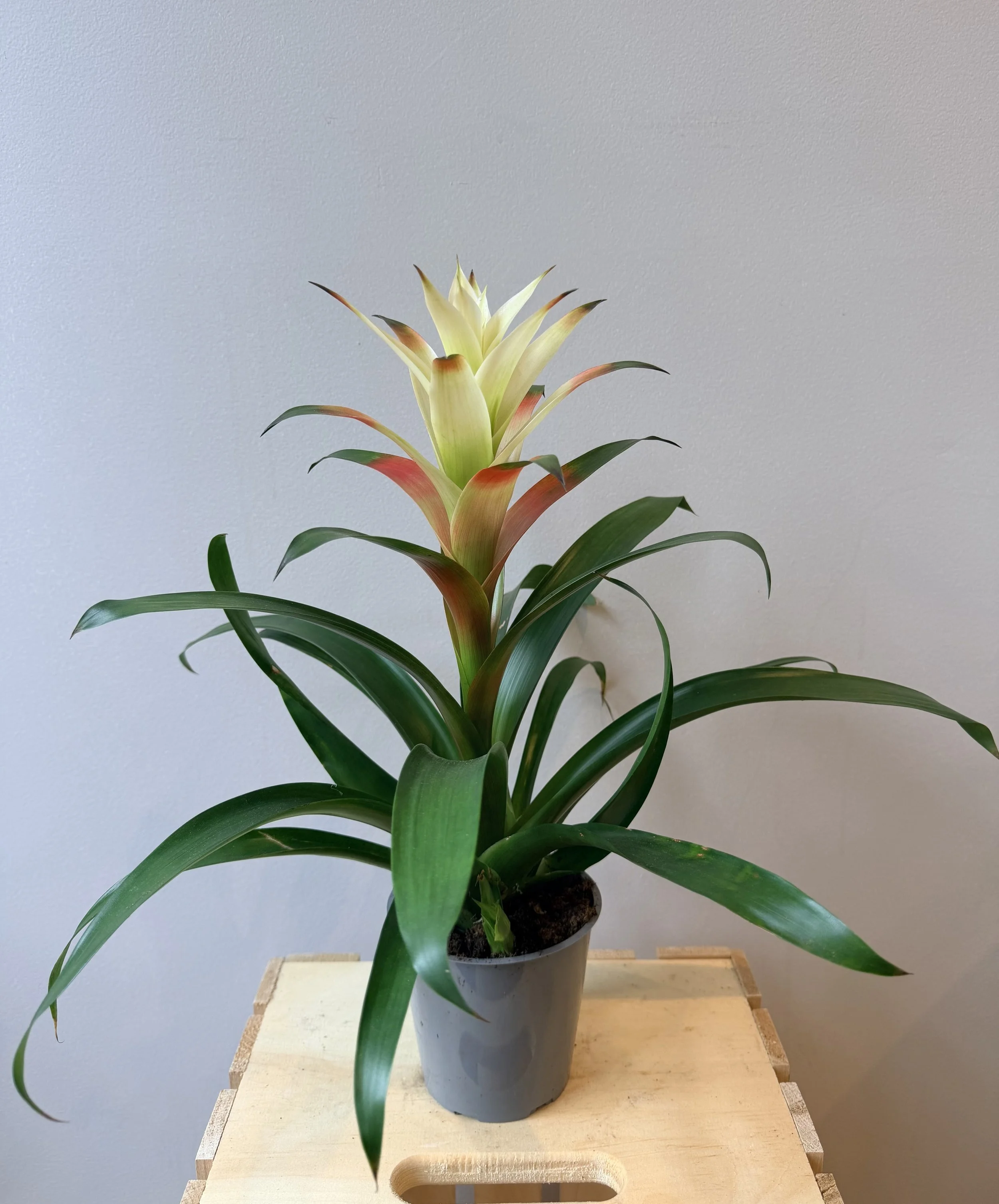 6-inch-flowering-plant-no-pot.jpg