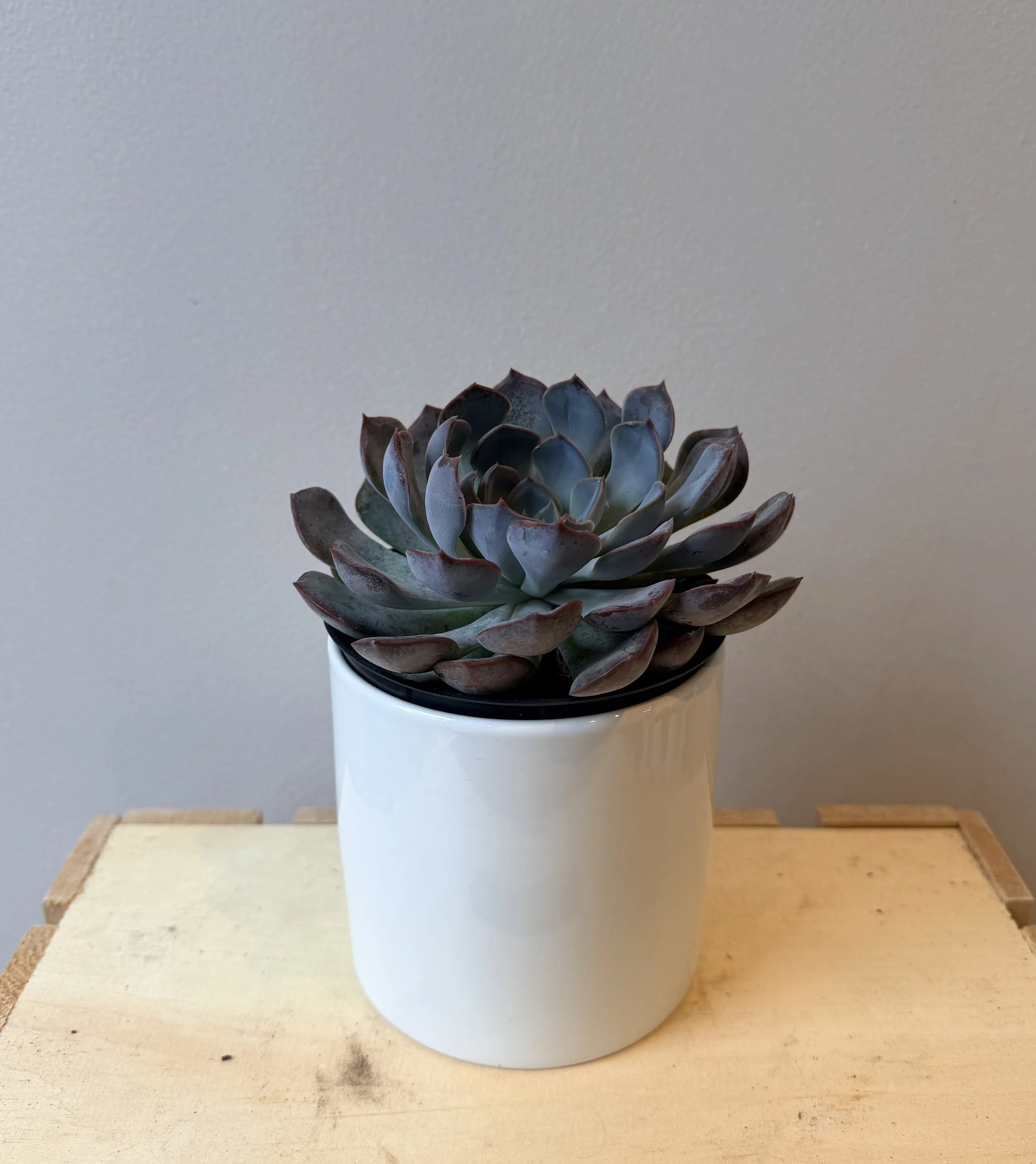 4-inch-succulent-ceramic-pot-1.jpg