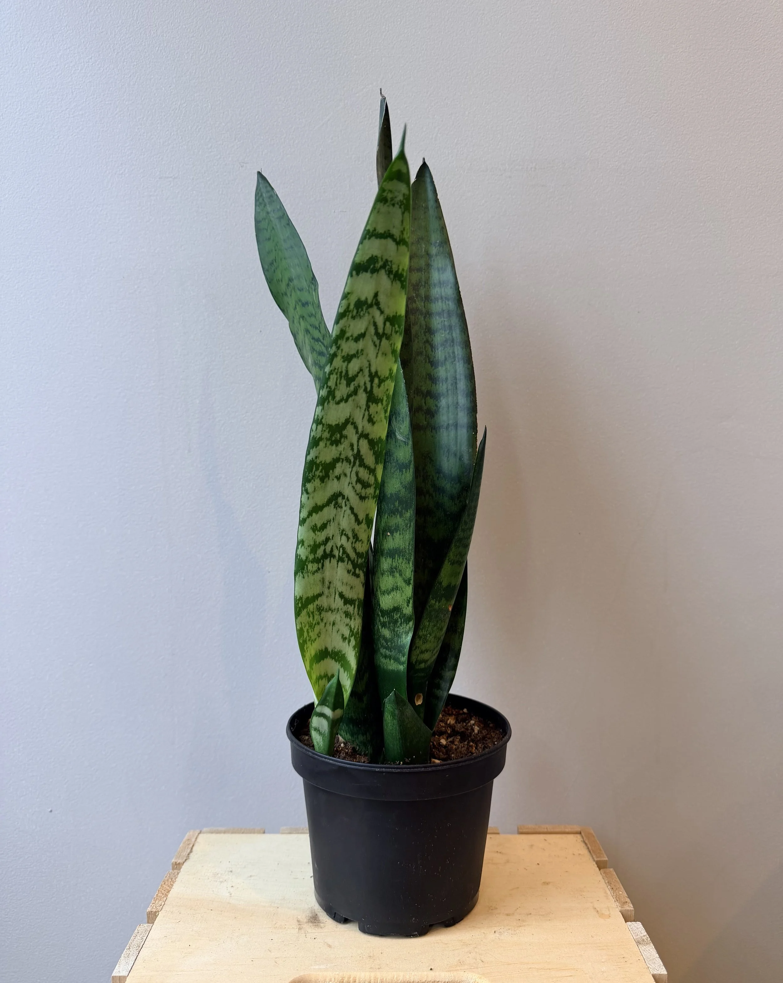 6-inch-plant-no-pot.jpg