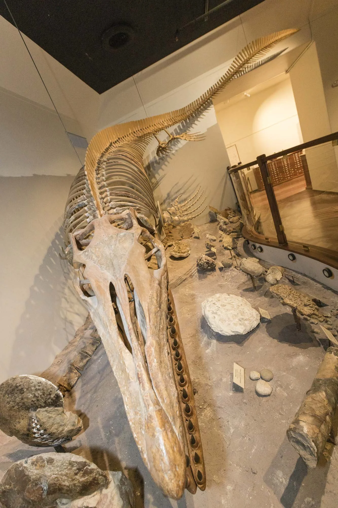 3_Dino Hunting-042.jpg