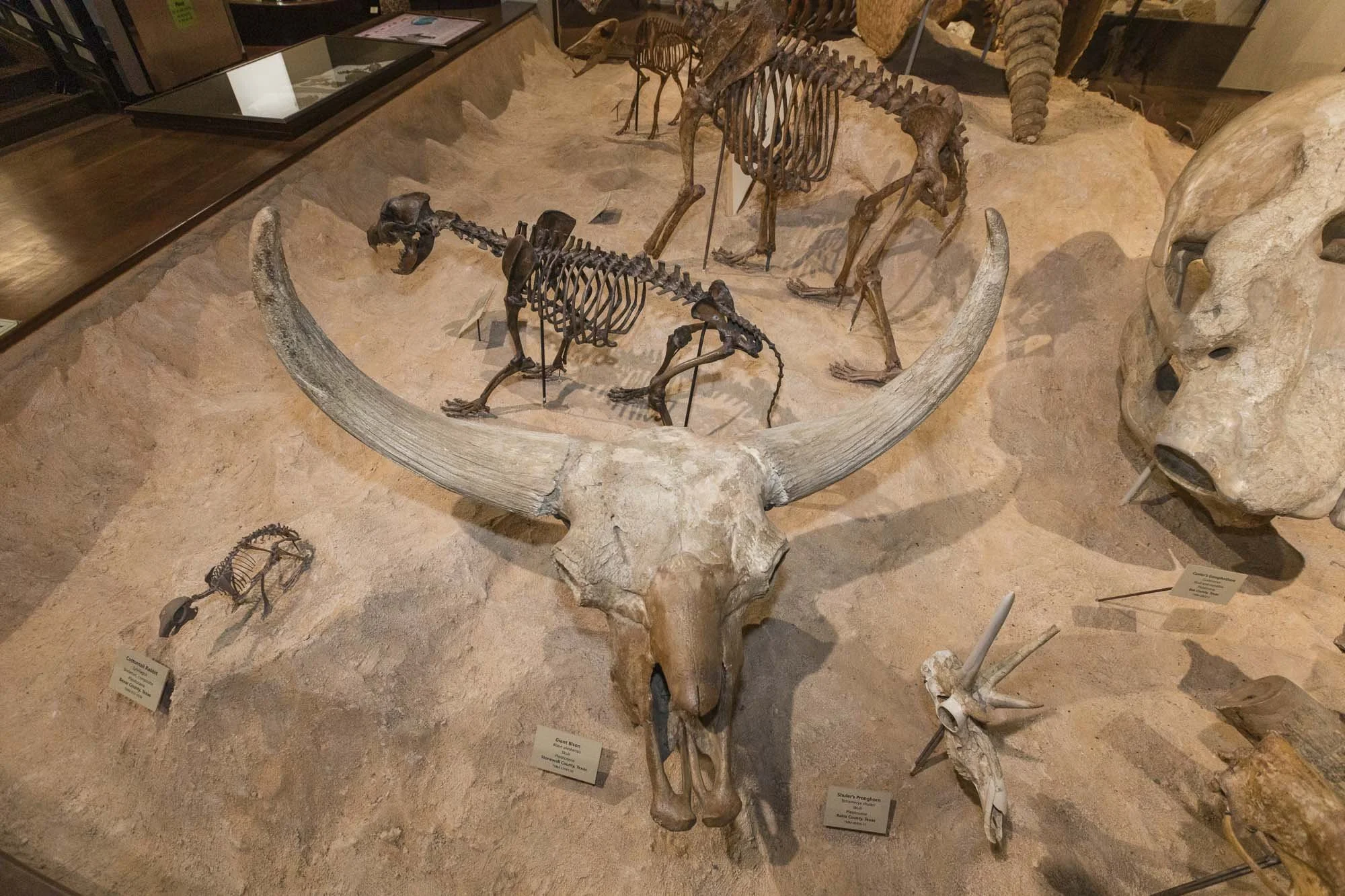 3_Dino Hunting-044.jpg