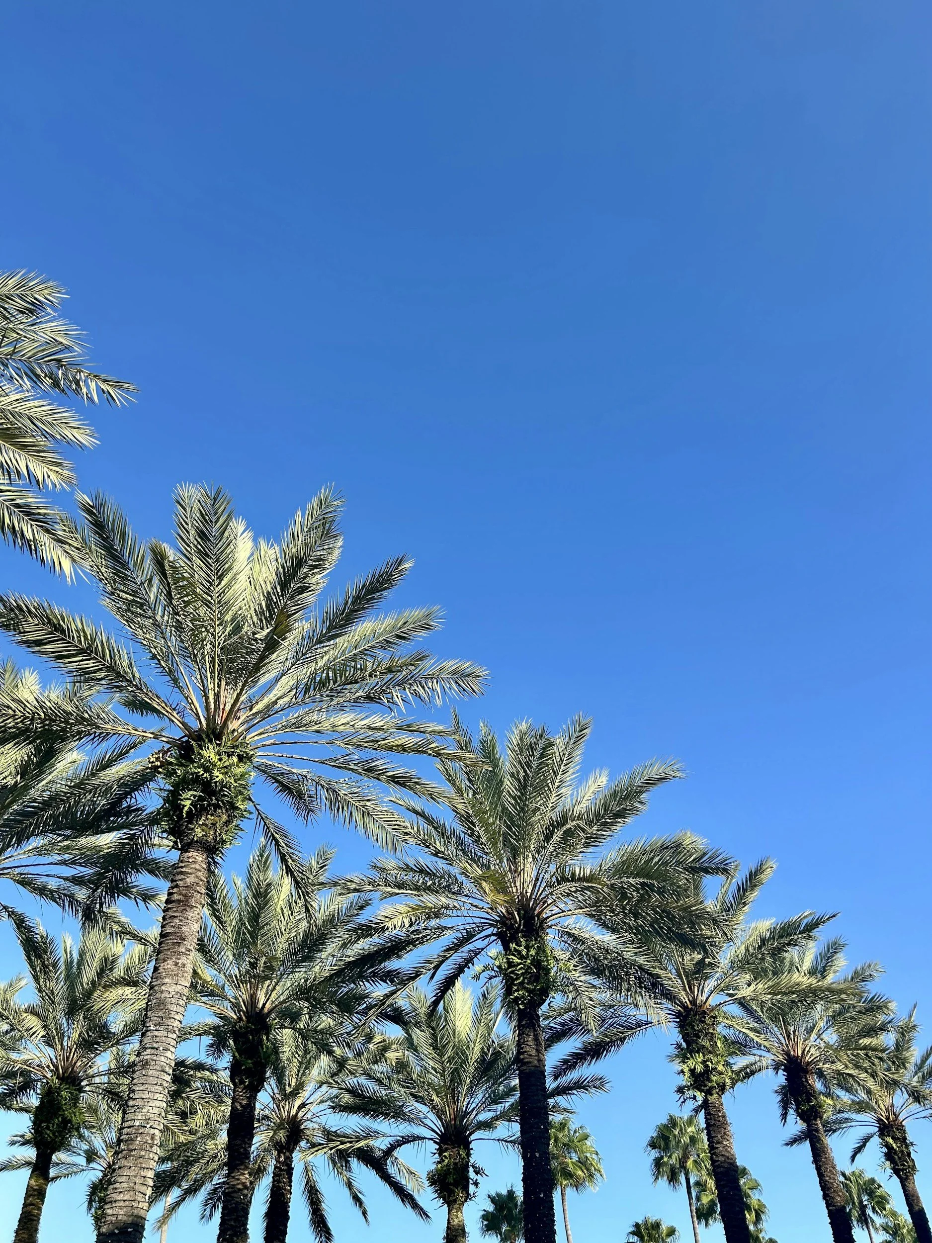 Tall palm trees with green fronds against a bright blue sky.