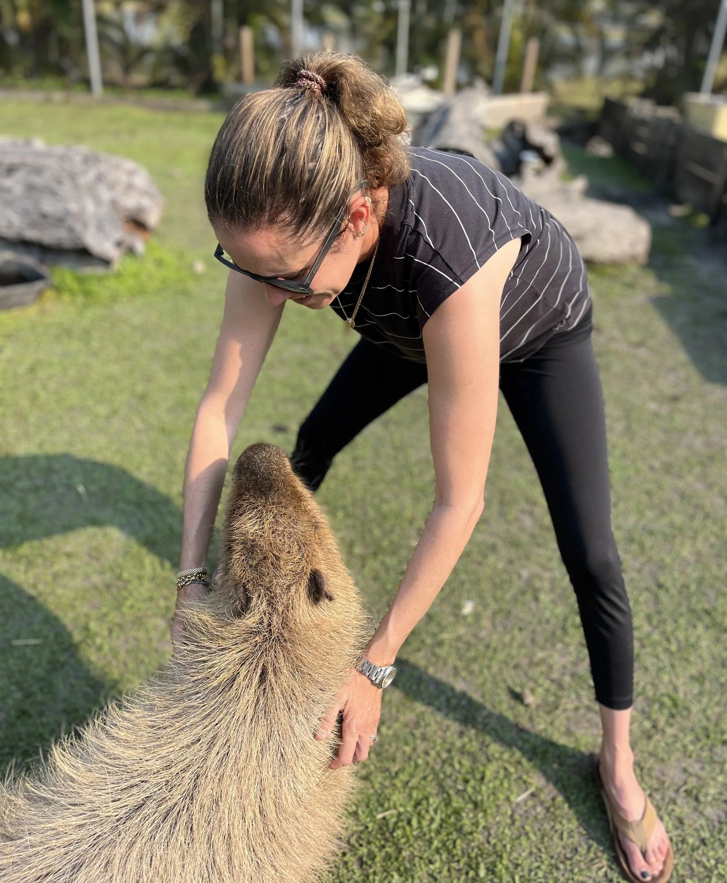 A person with glasses and a striped black and white shirt is bending over, interacting with a young lion cub outdoors on a grassy area with rocks and wooden structures in the background.