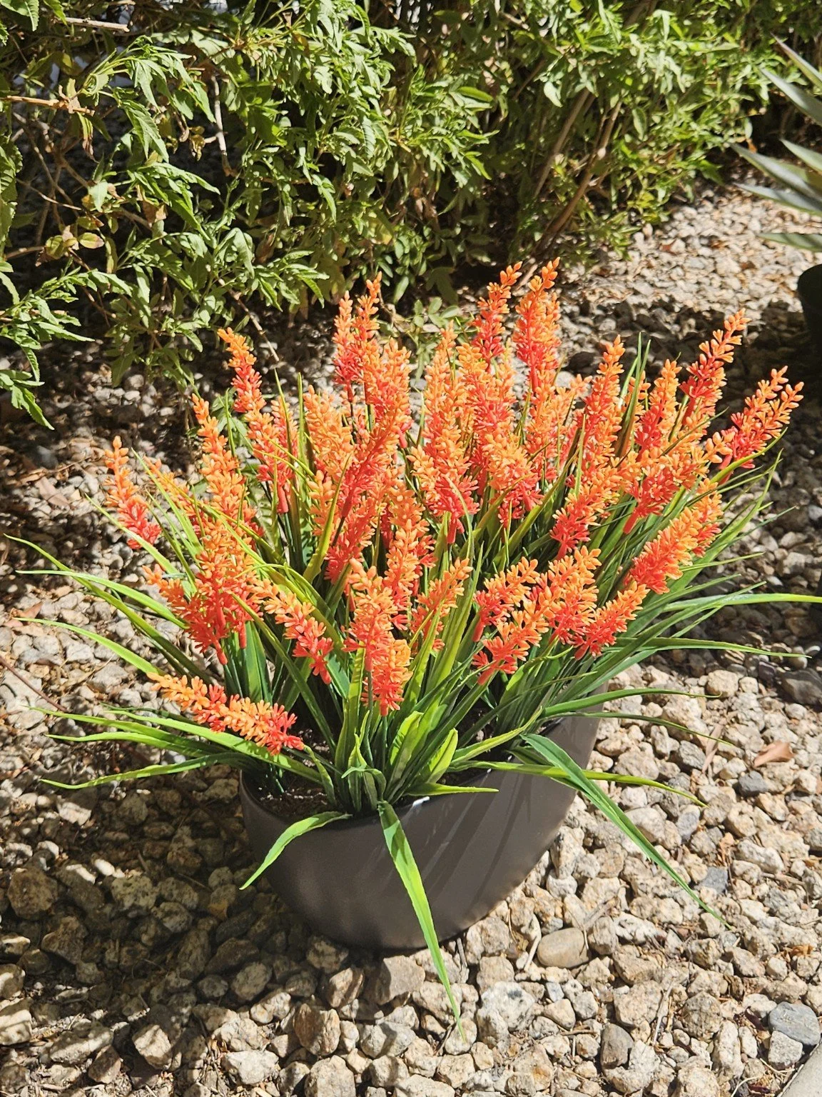 CCL_orange_closeup_7352.jpg