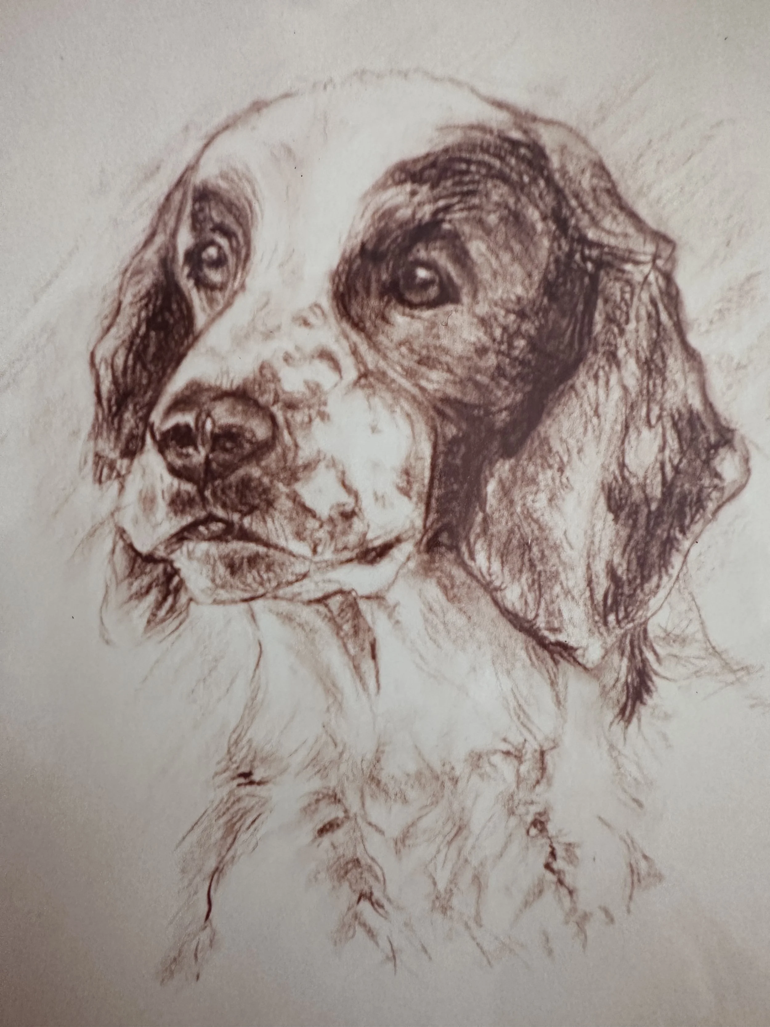 A detailed sketch of a dog with a focused expression, showcasing realistic fur and facial features.