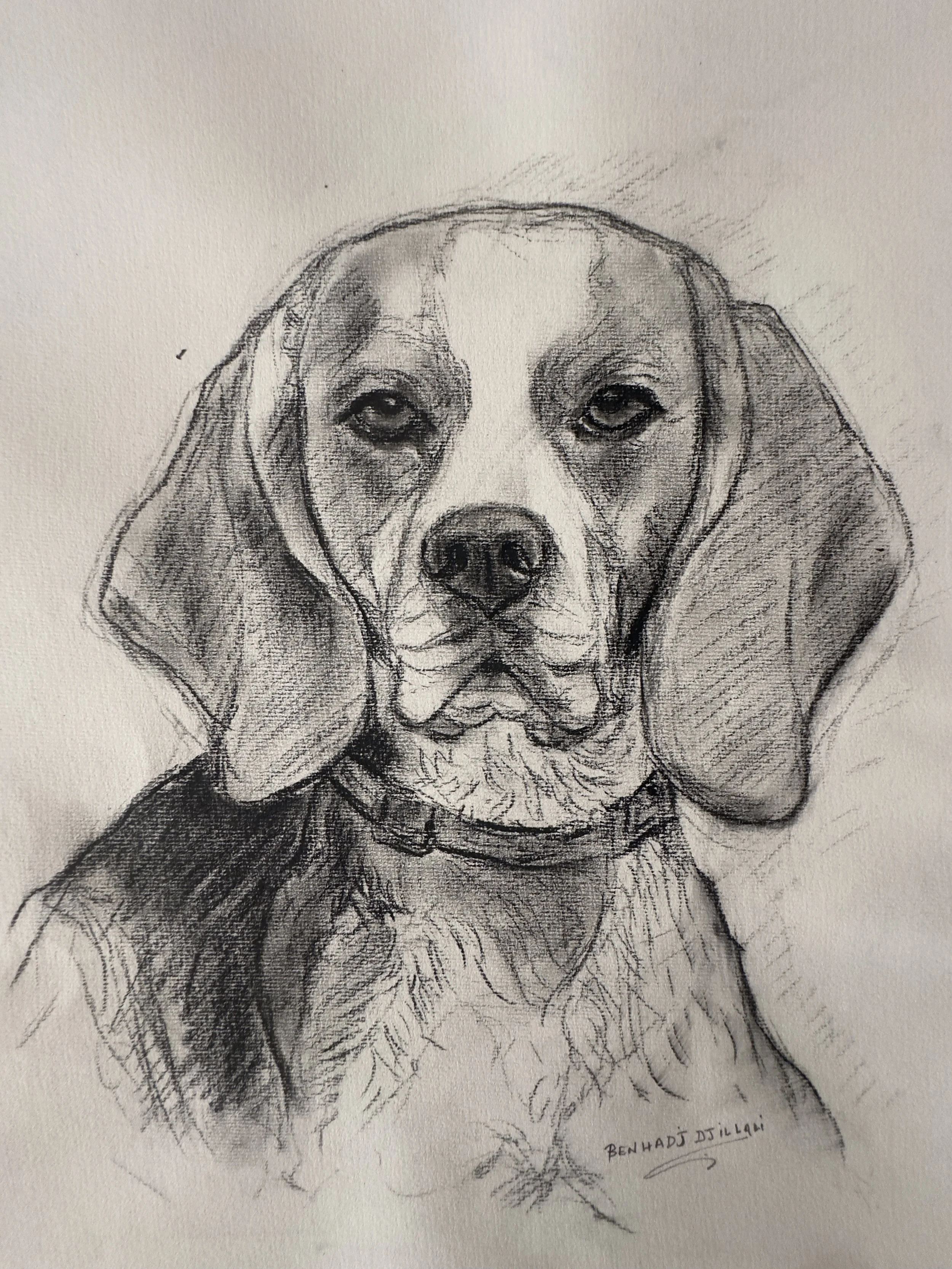 A detailed pencil sketch of a dog, specifically a Beagle, with the artist's signature "Ben Hadi Djilali" at the bottom right corner.