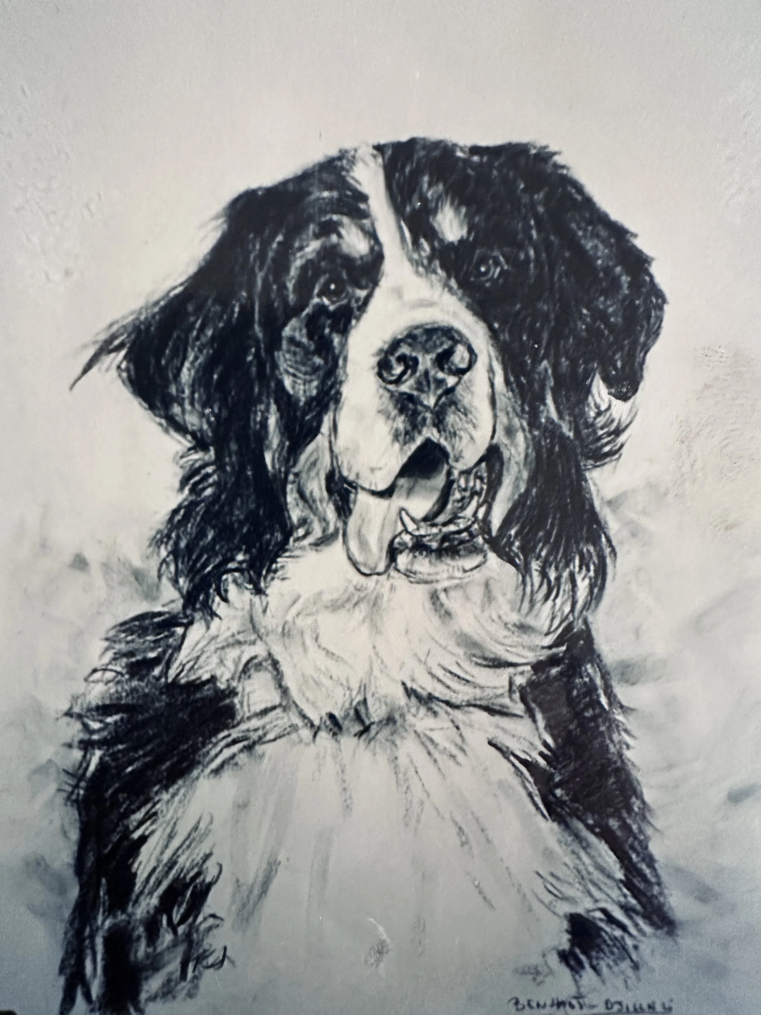 Black and white sketch of a spaniel dog with long ears and a gentle expression, wearing a collar, against a plain background.