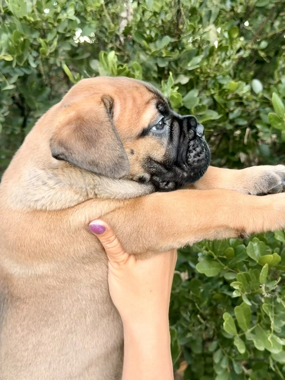 Reba, a Bullmastiff puppy, shown in side profile outdoors.