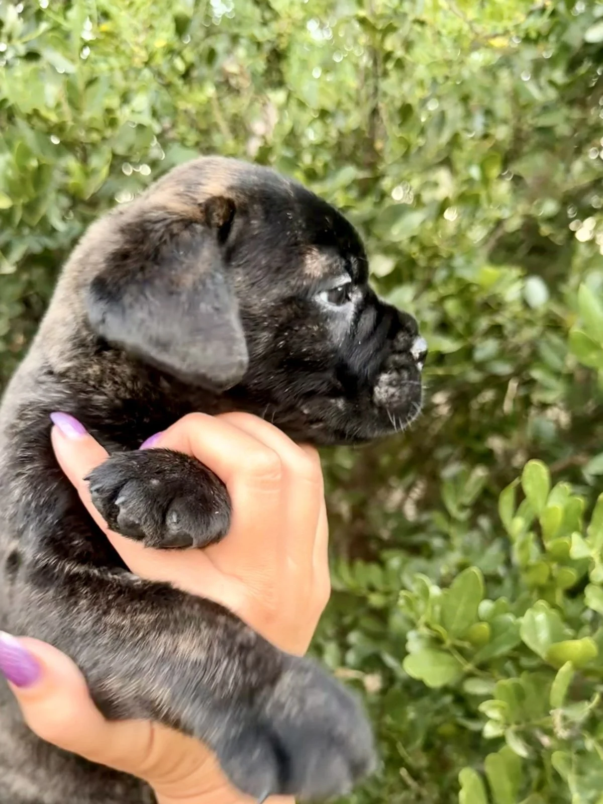 Shania, a Bullmastiff puppy, shown in side profile outdoors.