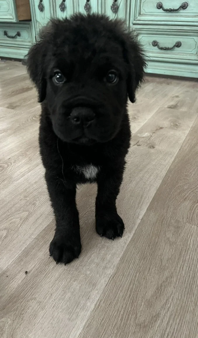 Puppy Name — Example Listing