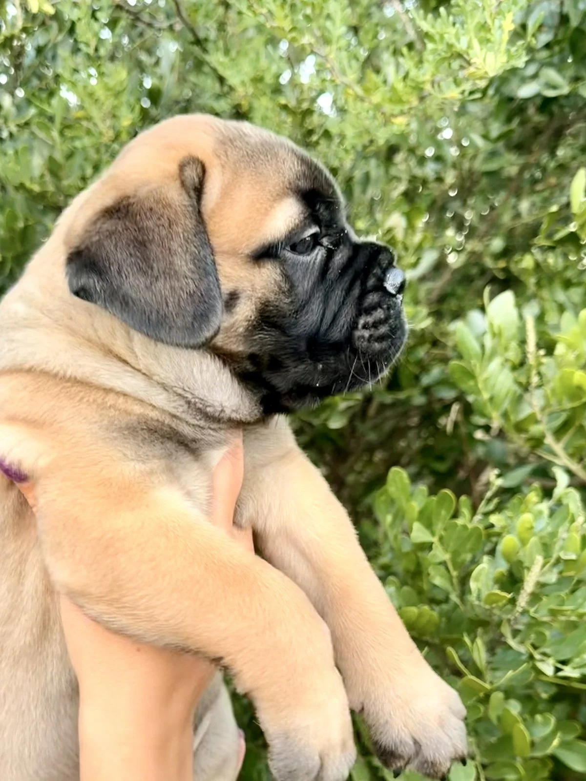 Dolly, a Bullmastiff puppy, shown in side profile outdoors.