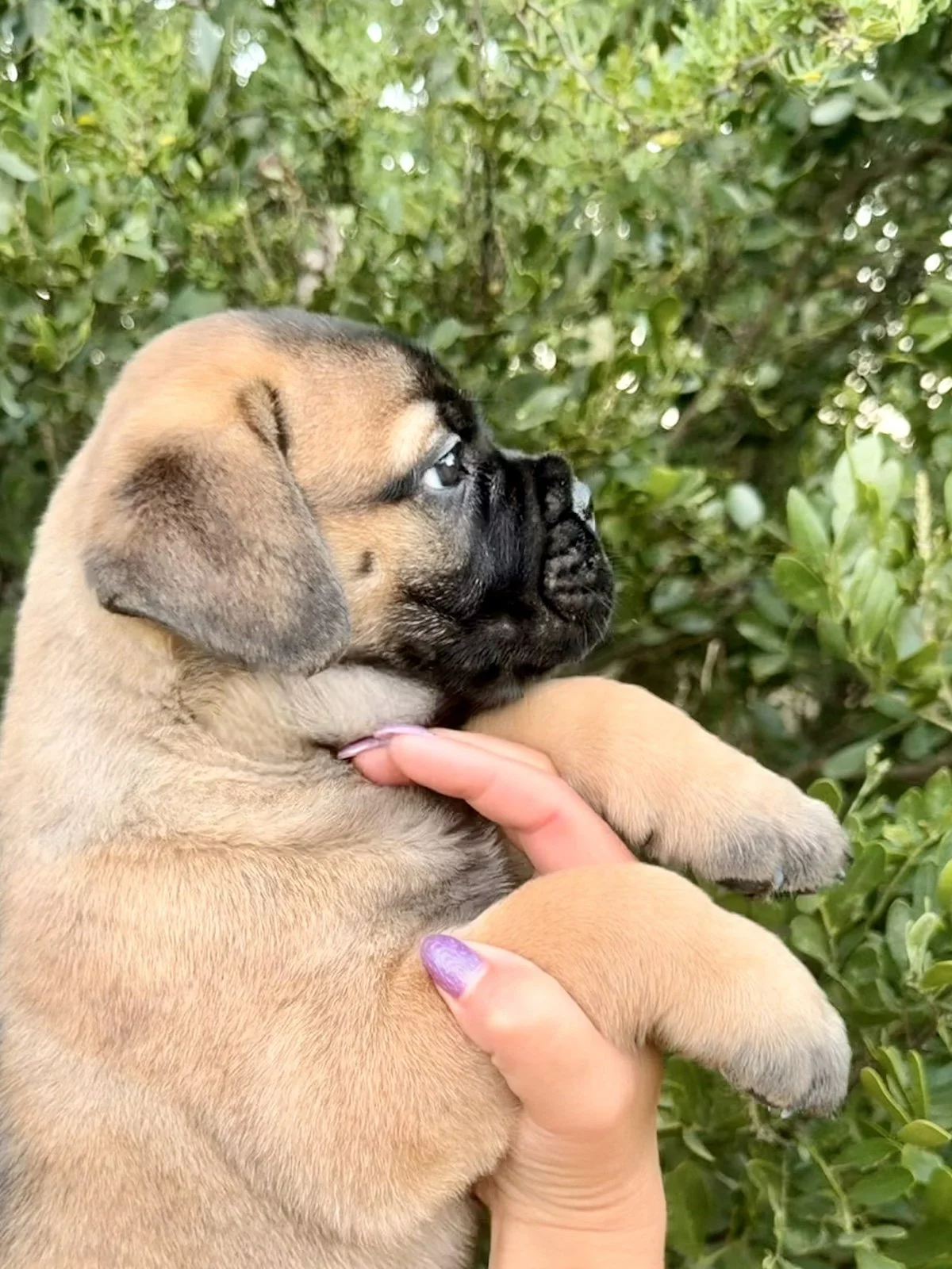 Conway, a Bullmastiff puppy, shown in side profile outdoors.