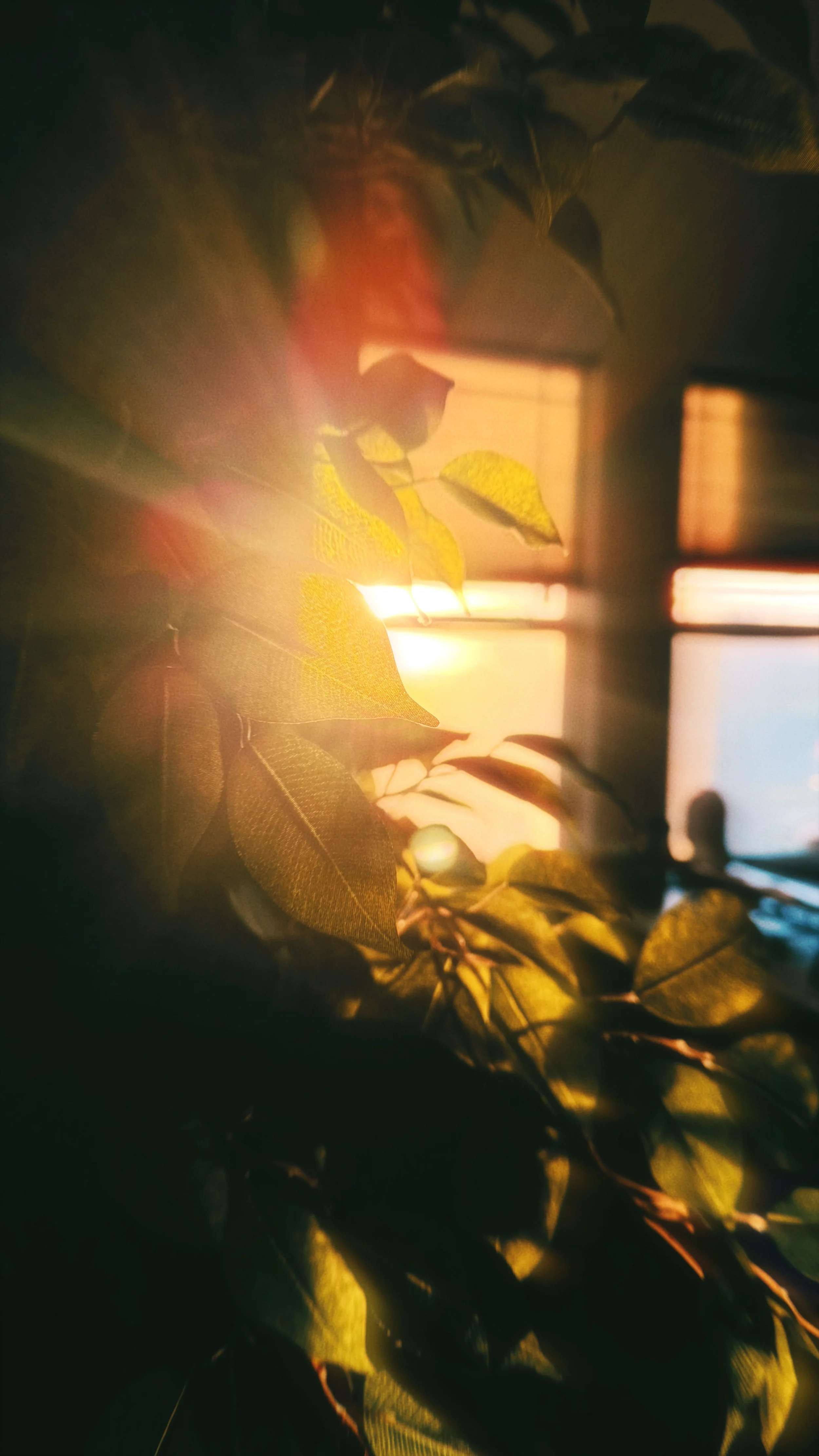Home 1.webp