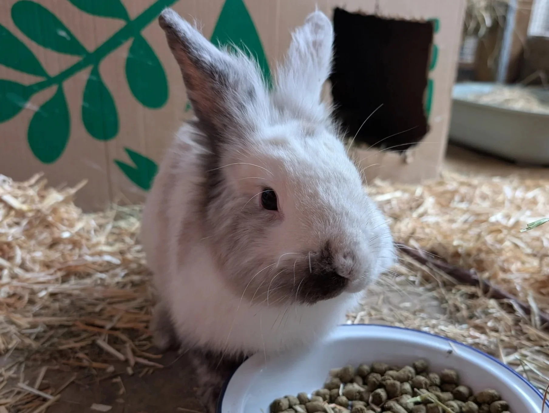 Rabbit = patch