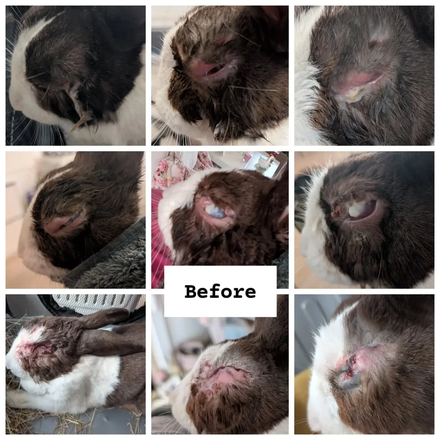 Isaacs July veterinary bill is now paid! &pound;882.56 ✅🎉

A HUGE thank you to everyone who donated towards his fundraiser! You are all wonderful! 

He hasn't quite healed fully yet &amp; has another check up this week &amp; may need further interve