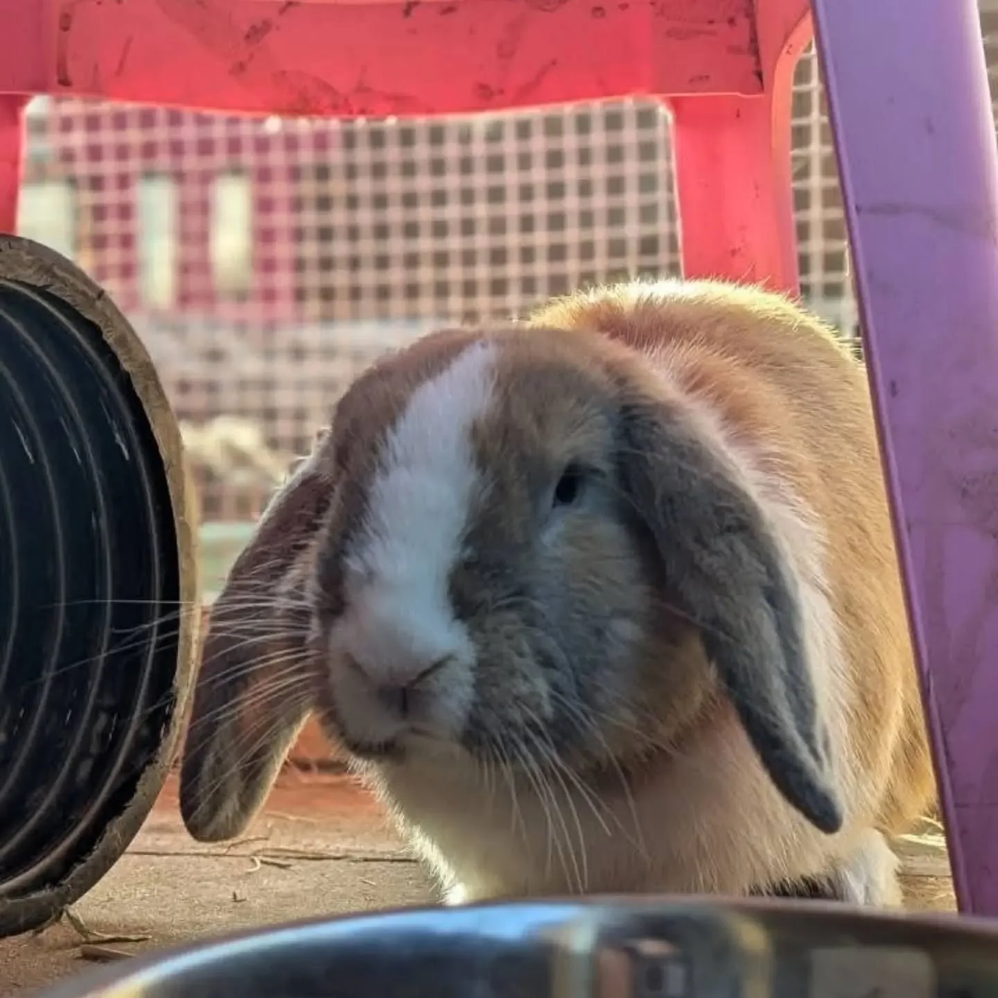 🧡 Rusty is looking for his forever home 🧡

Rusty was a stray found running around a housing estate so we are not sure how old he is, but we think he is around 4-5 years old. He is very content in his own space, confident, active and loves a cardboa