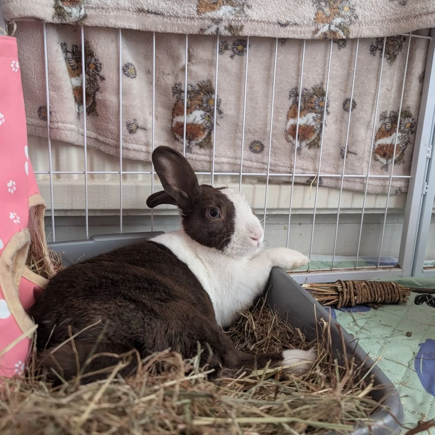 Hello everyone! 

Just wanted to say a huge THANK YOU to everyone who has donated towards Isaac's Fundraiser, combined with Just Giving donations, cash donations, PayPal &amp; bank transfer donations we are just about there to pay for Isaac's vet bil