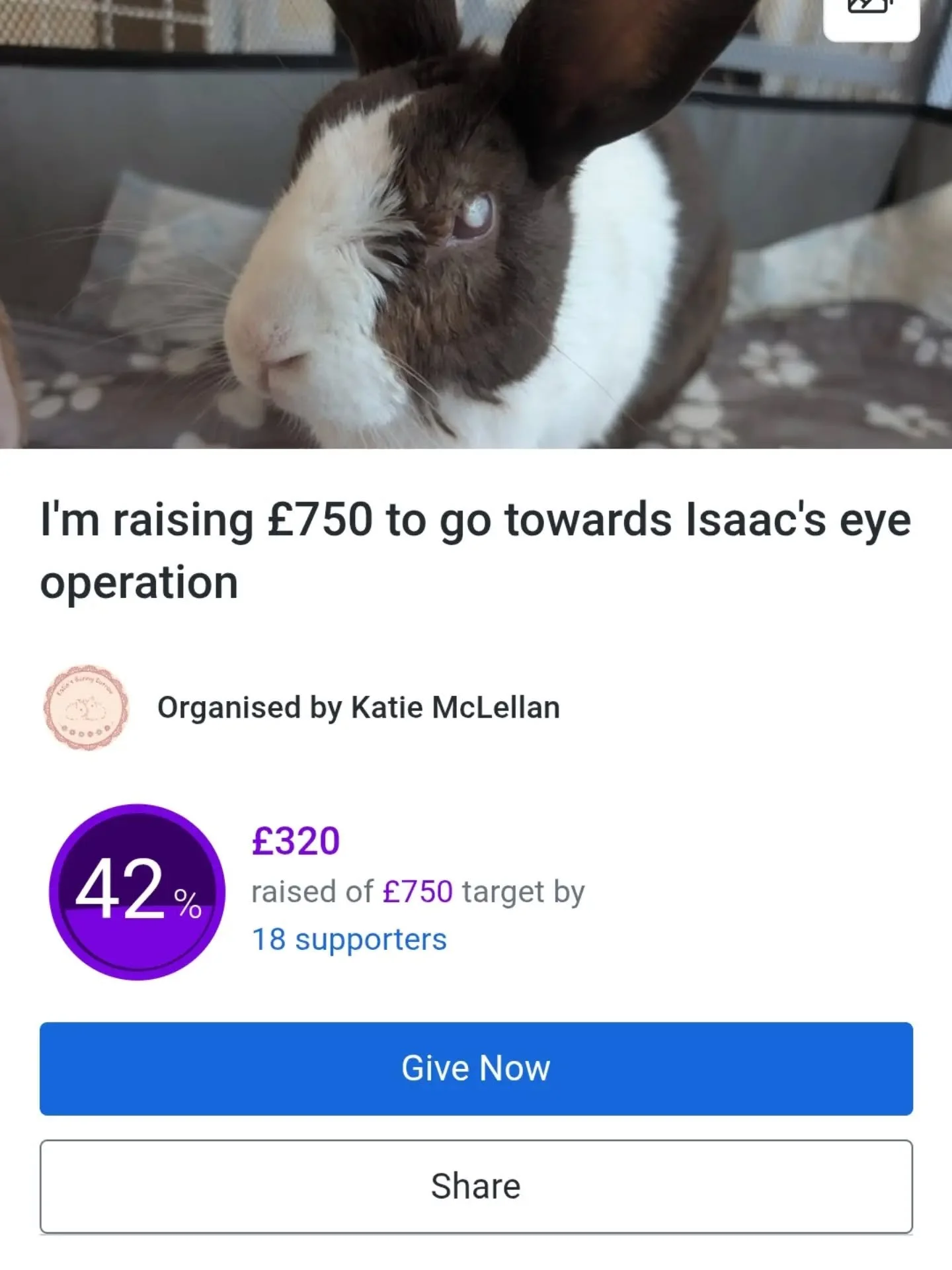 Thank you to everyone who has donated towards Isaac's care 🐰🤎 we have raised around &pound;420 so far which is amazing - it will make a big impact on paying Isaac's continuing vet bills. 

Sadly, Isaac's abscess has come back despite being on oral 