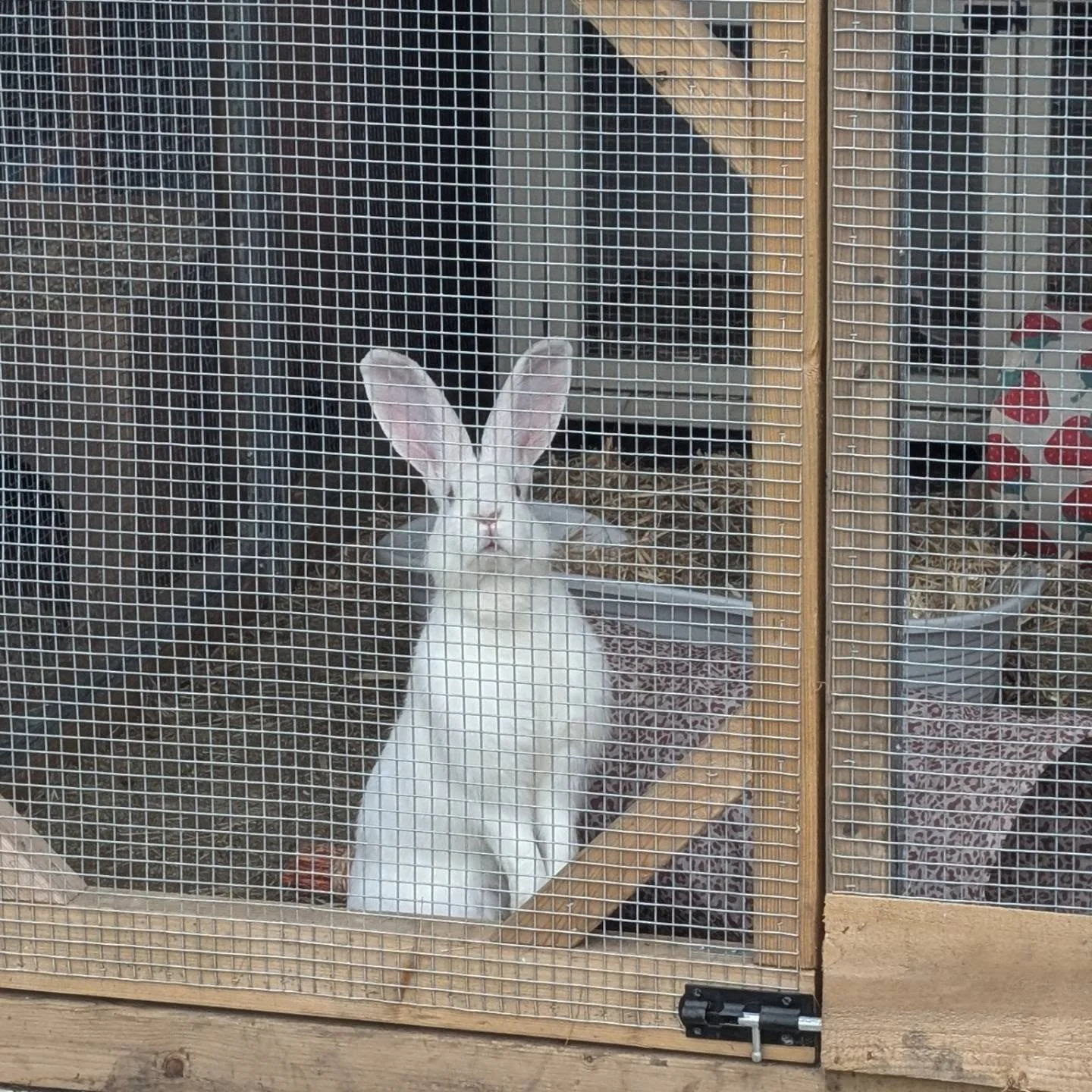 🐰🌸 HAPPY INTERNATIONAL RABBIT DAY! 🌸🐰

Today we celebrate the beautiful, funny, cheeky and utterly lovable bunnies who bring so much joy into our lives. 💕🐇

At Katie&rsquo;s Bunny Burrow, every rabbit deserves a safe home, a loving family, a bu
