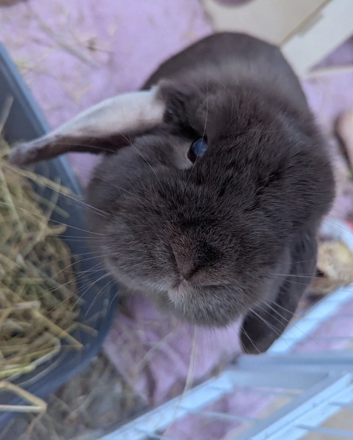 🐰 A Little Bunny Burrow Update &amp; How You Can Help! 🐰

It's been another busy few weeks here at Katie's Bunny Burrow, with plenty of ups, downs and everything in between!

🏡 Hoppy new beginnings!
We've waved goodbye to Betty and Cherry, who hav