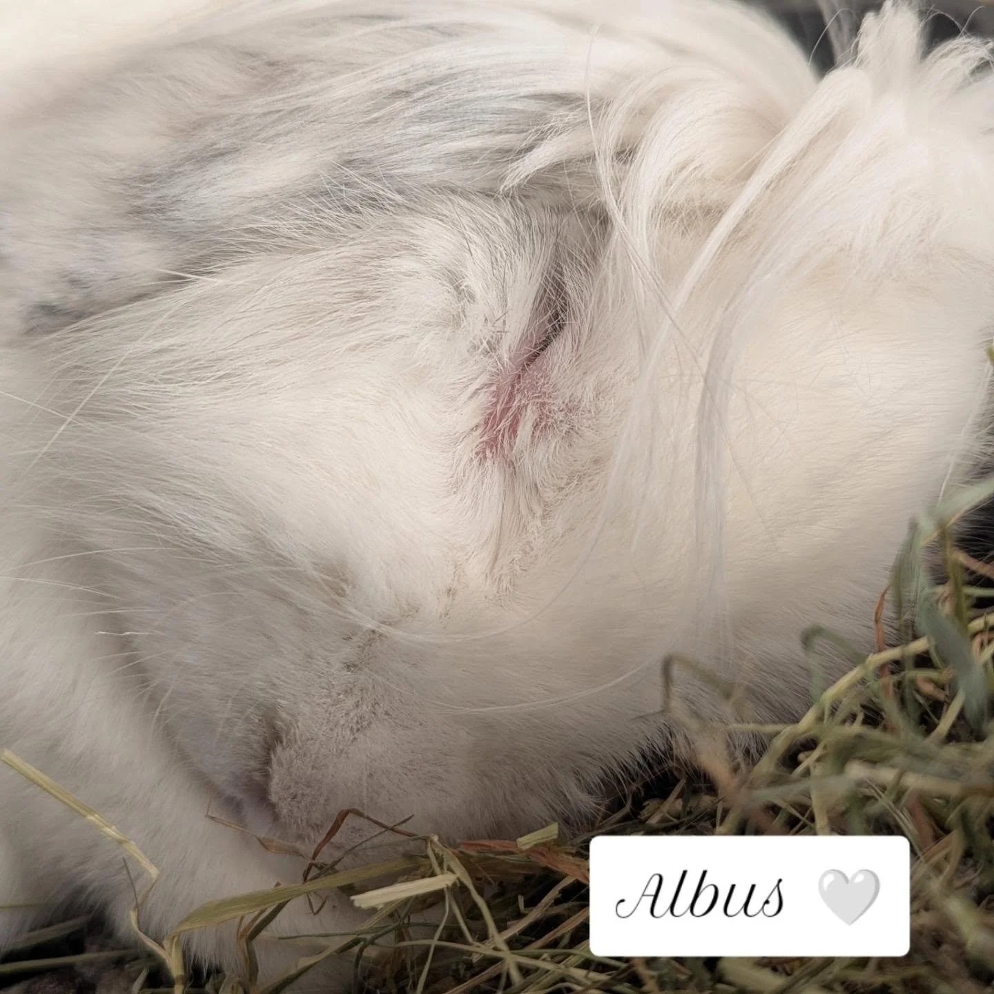 💕🐰 A HUGE THANK YOU FROM KATIE&rsquo;S BUNNY BURROW! 🐰💕

From the bottom of our hearts, THANK YOU to every single person who has supported Katie&rsquo;s Bunny Burrow. 🩷

Whether you&rsquo;ve donated money, sent us much-needed items, given a bunn