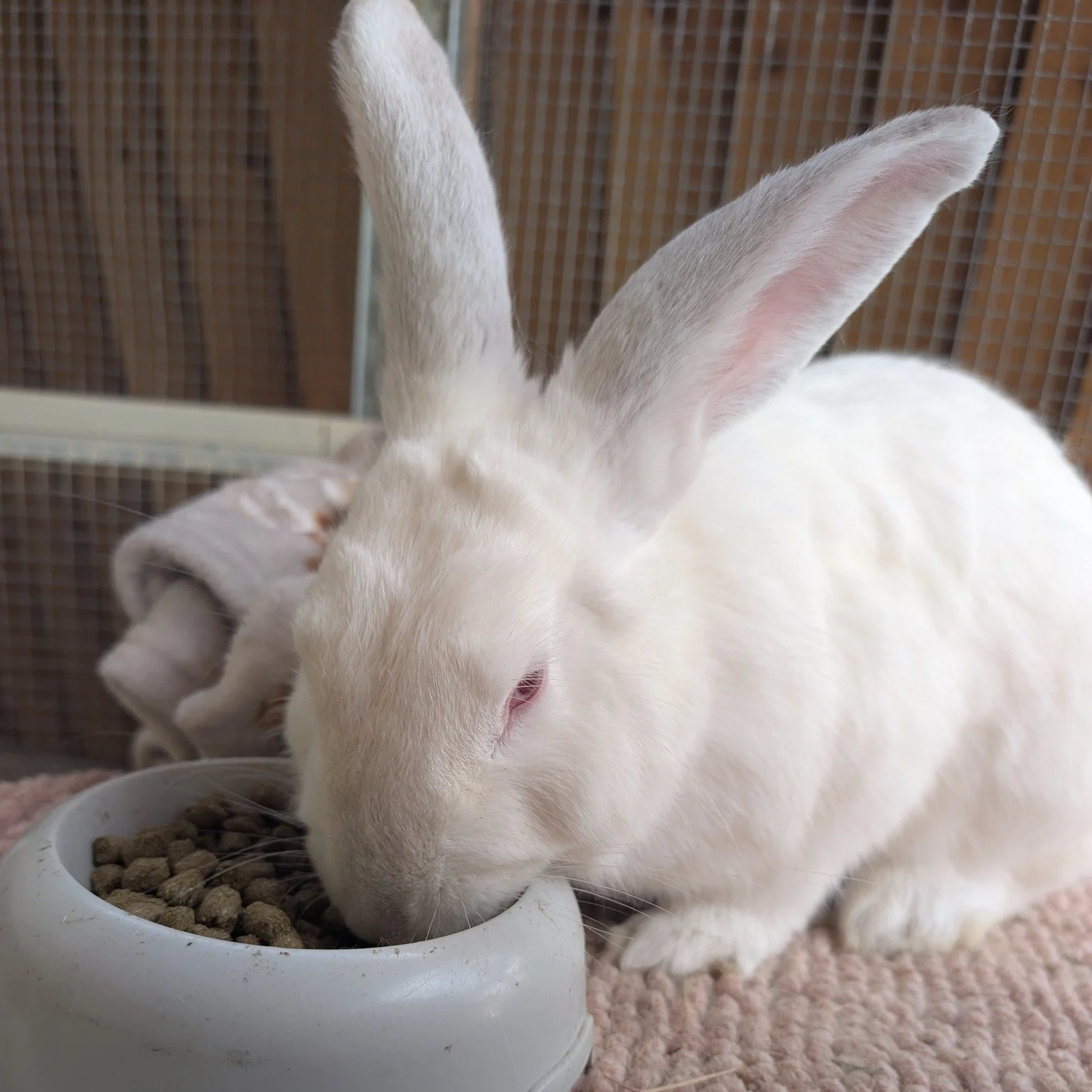 🩷 Somebunny Needs a Winter Warmer! 🩷

The colder weather is creeping in, and we're getting ready to keep all our rescue bunnies warm, cosy and comfortable this winter! 🐇

We're appealing for a little help stocking up on some winter essentials to k