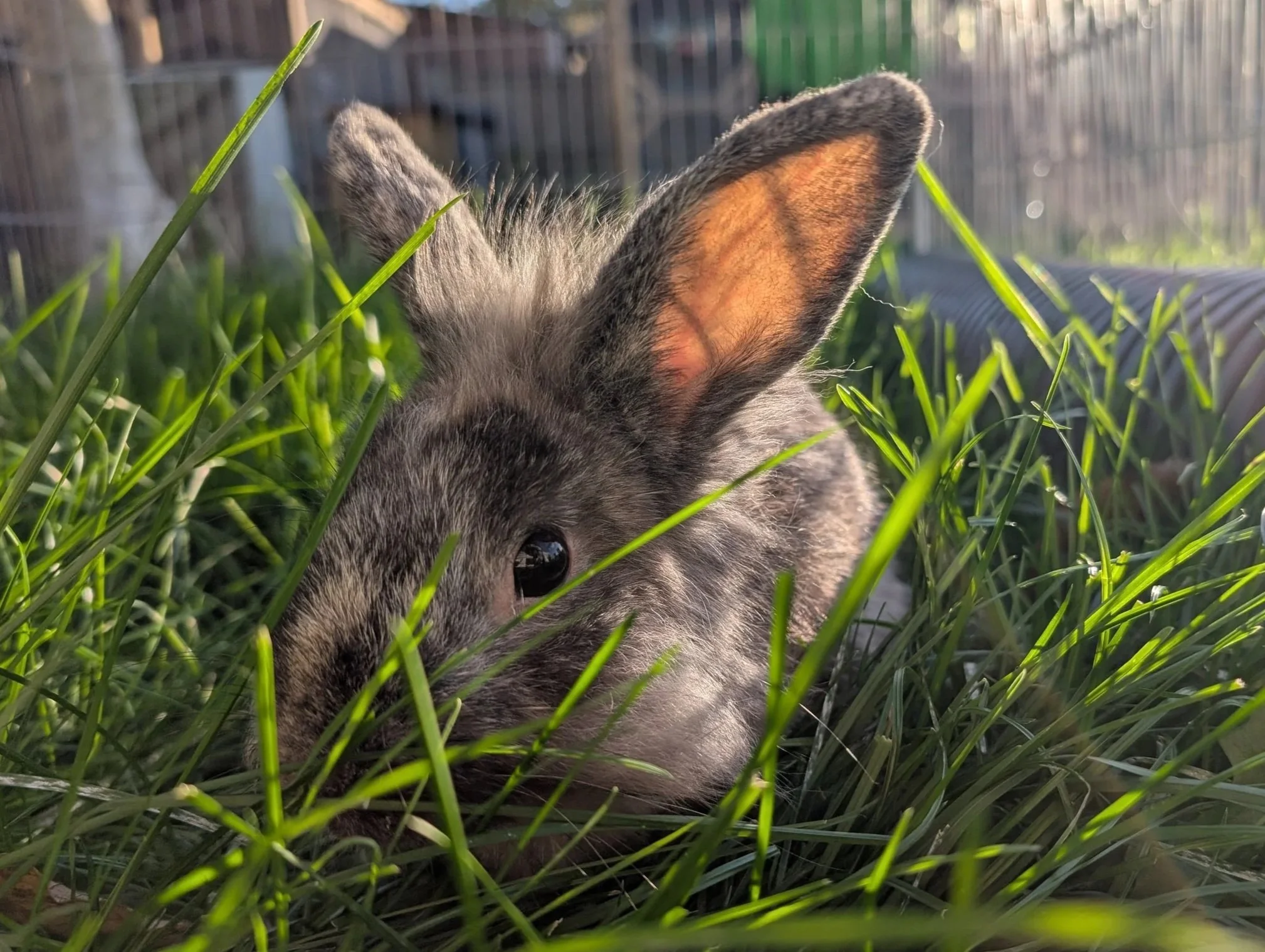 rabbit - Ash
