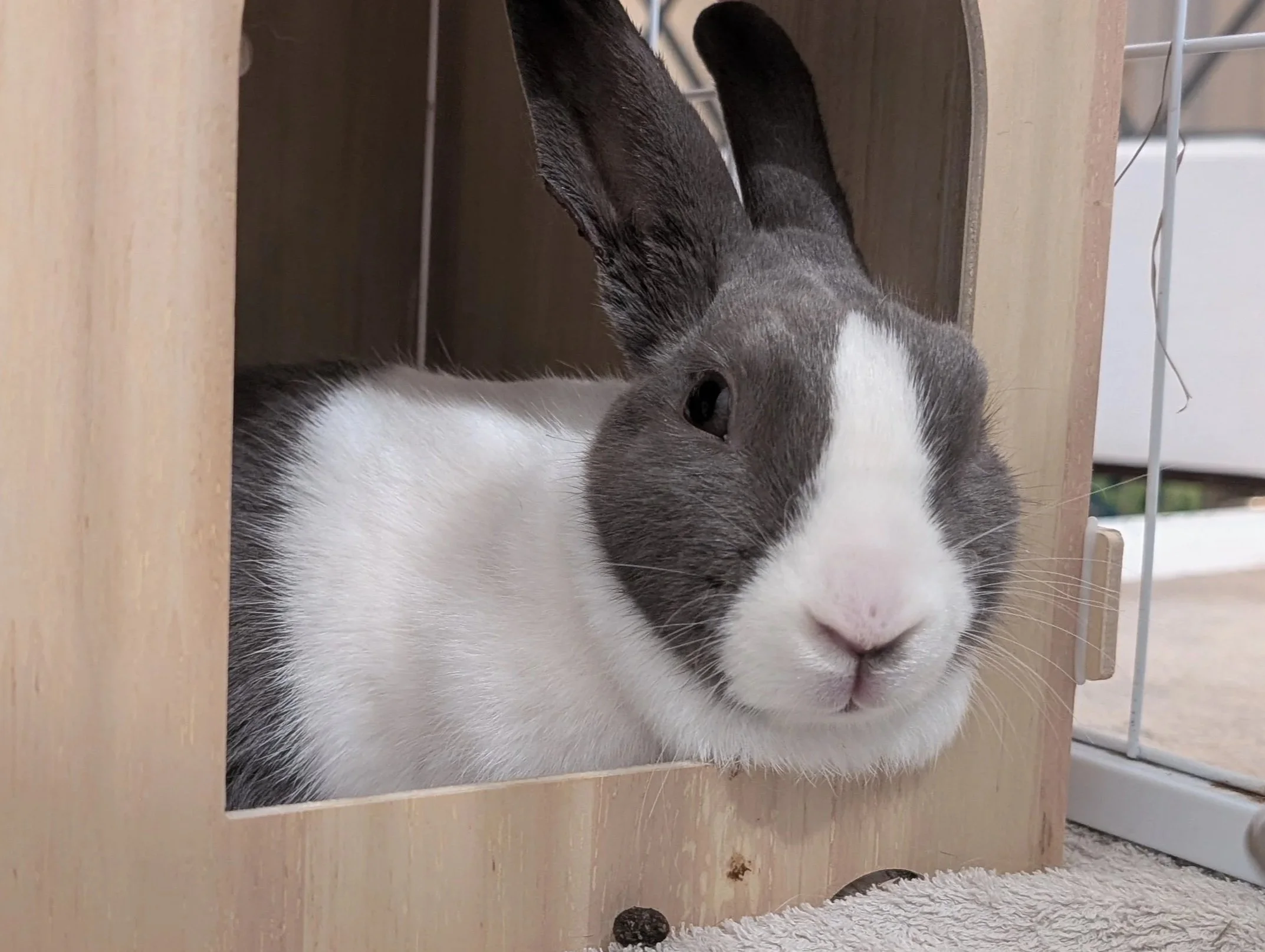 blossom-rabbit