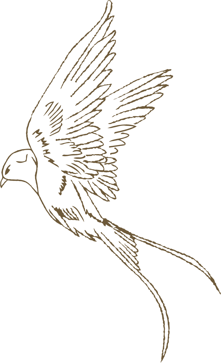 Line art illustration of a flying bird with outstretched wings on a black background.