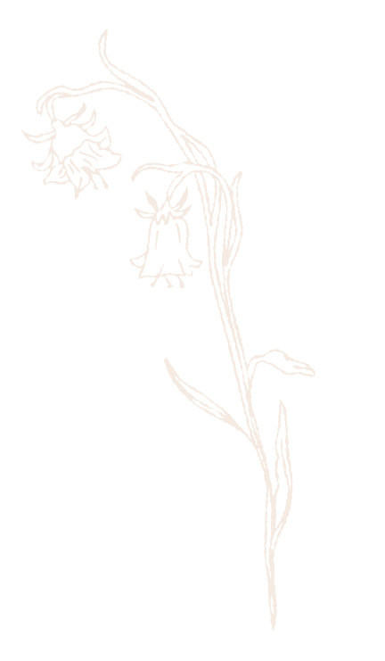 Line drawing of a flowering plant with three bell-shaped flowers on a long stem against a black background.